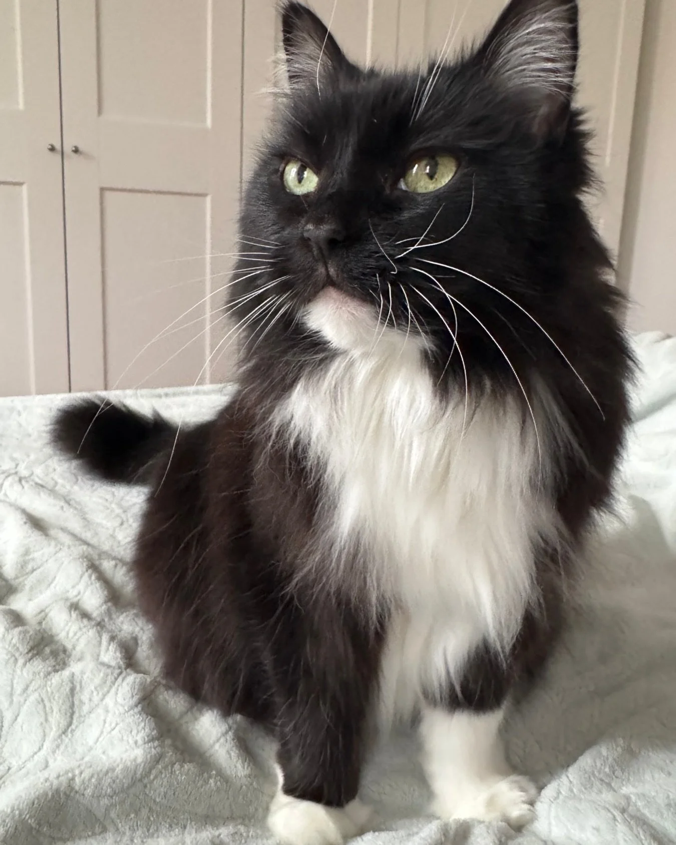 ❤️Happy #Caturday and happy #ValentinesDay - sending love to all my furiends, love Nancy❤️