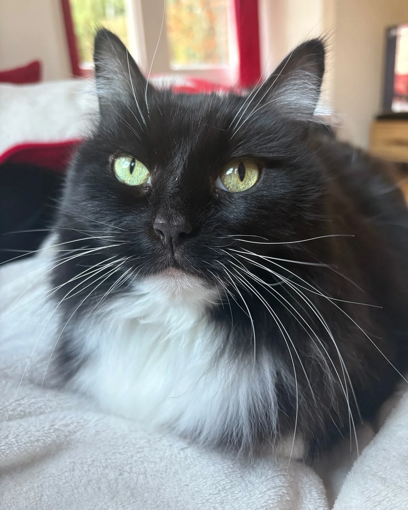 Happy #kittyloafmonday furiends! Hope you have a great day and the sun shines, love Nancy 😻