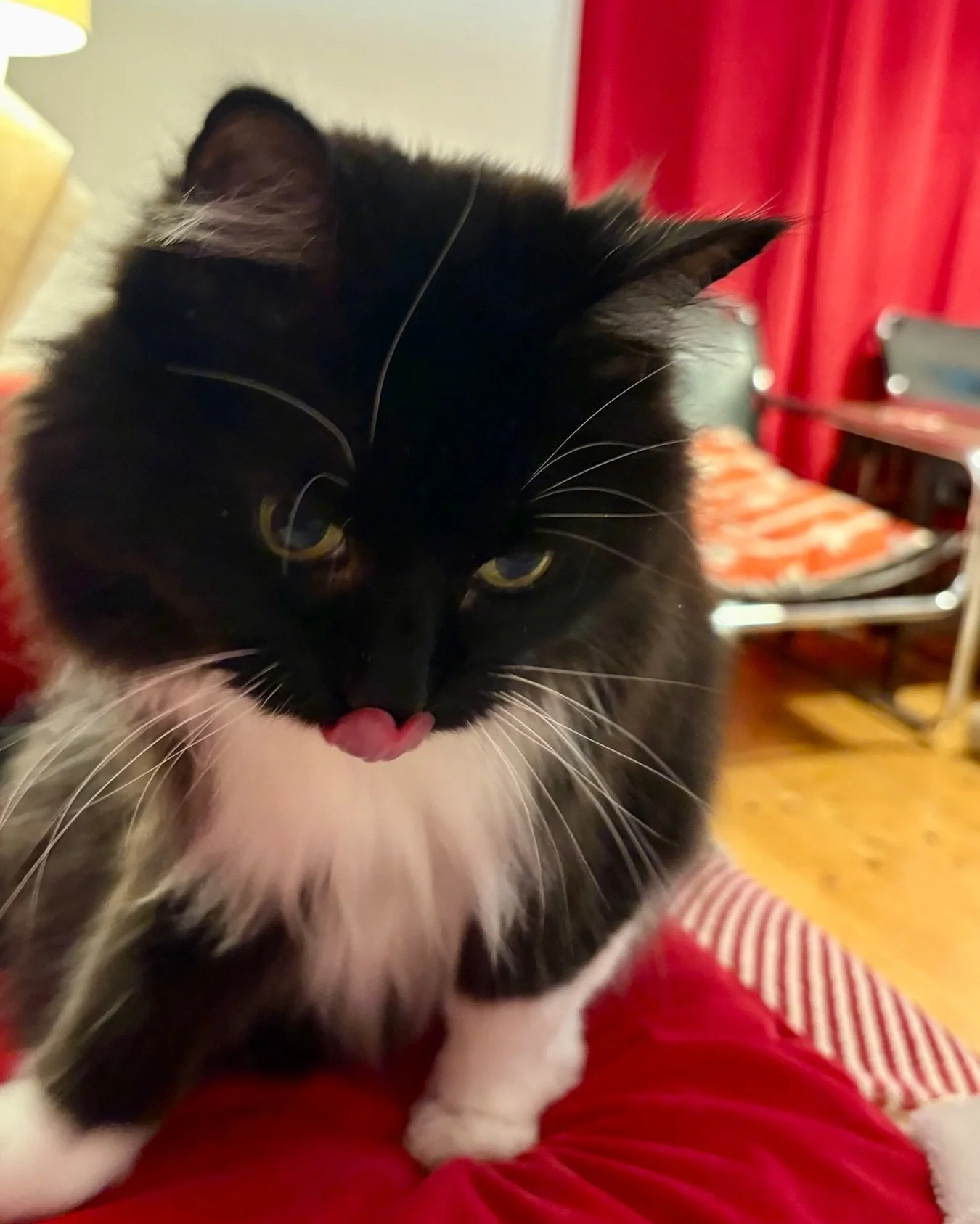 Happy #tongueouttuesday furpals! Hope you all have a wonderful day, love Nancy #PickleAndNancy😻