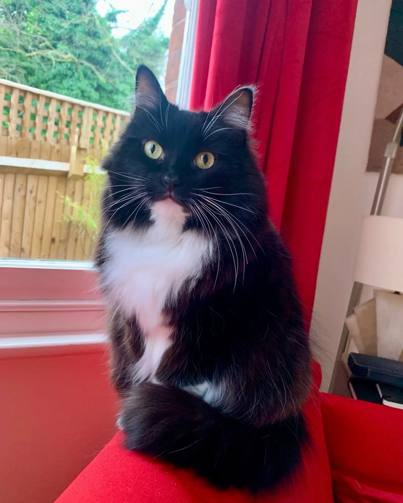 😻Happy #Caturday furiends! Hope you have a wonderful weekend, love Nancy😻