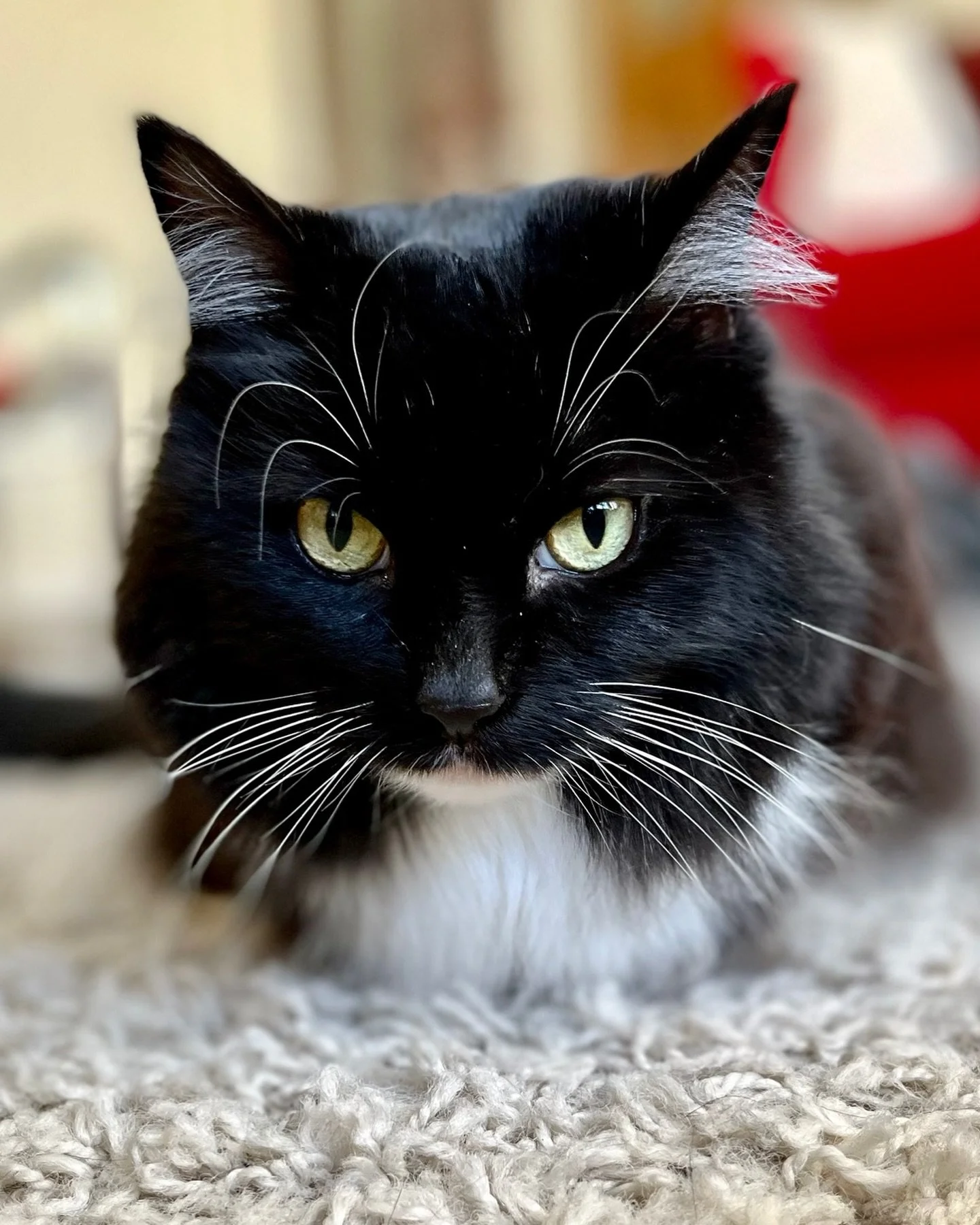 A neat little loaf from Nancy this #kittyloafmonday - have a great day furiends bread🍞🐈&zwj;⬛💕