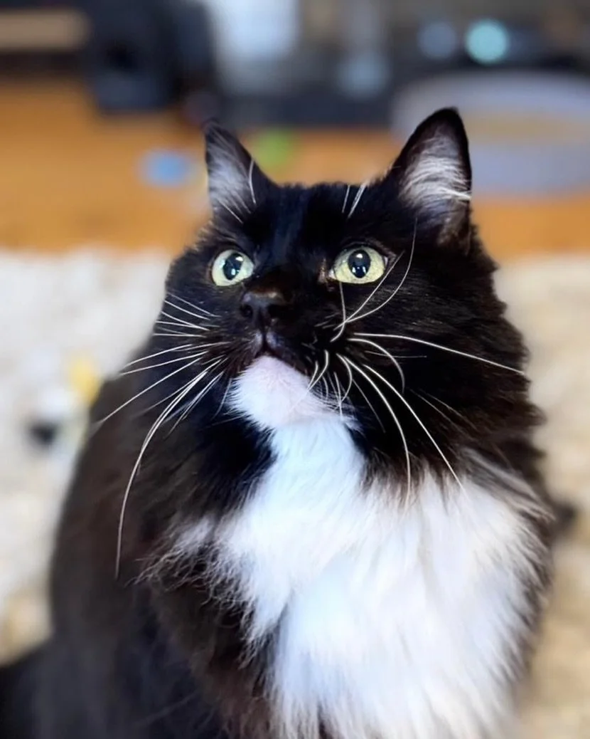 Showing off my whiskers this #whiskerswednesday - have a great day furiends, love Nancy 🐈&zwj;⬛😻💕