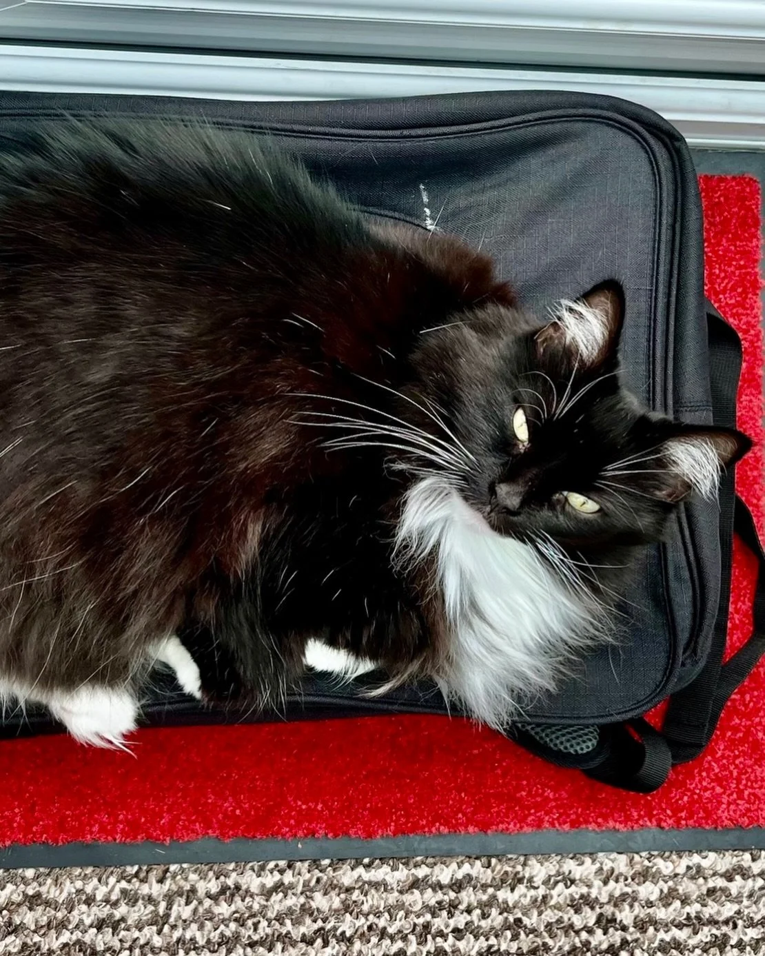 💕🐈&zwj;⬛ Showing off my floof as I guard catdad&rsquo;s bag this #jellybellyfriday😻Have a great day furiends, love Nancy #PickleAndNancy 💕🐈&zwj;⬛
