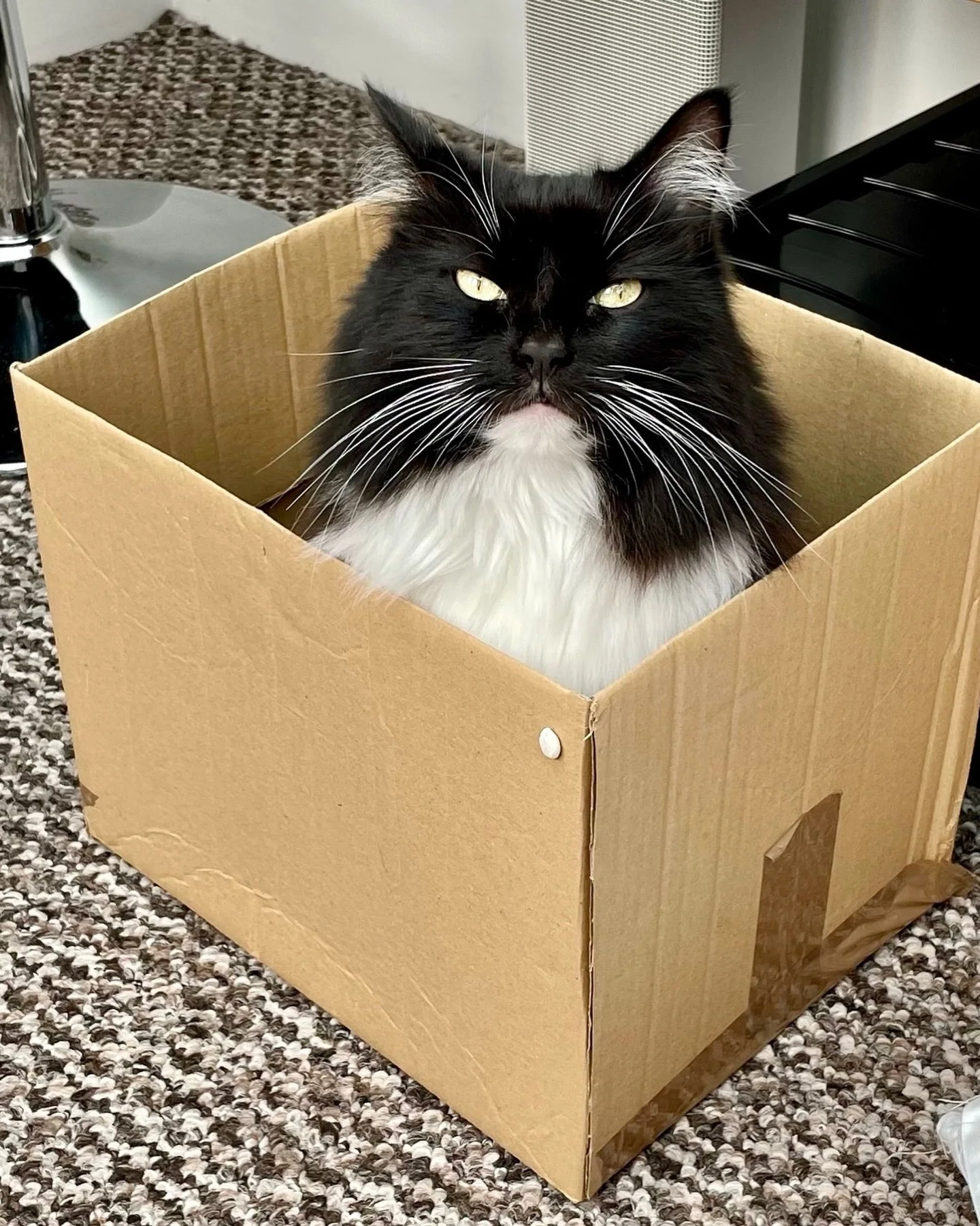 💕Proud of my box this #catboxsunday 😹 Have a great day furiends, love Nancy #PickleAndNancy 💕