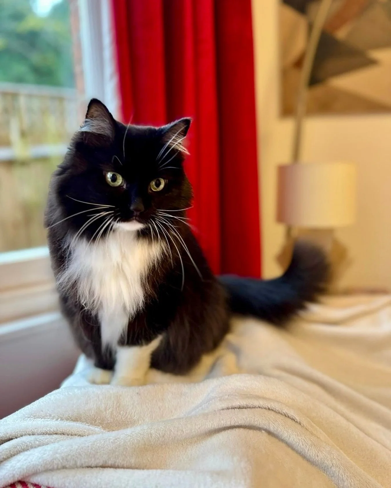 Getting ready for a nap on my favourite blanket this #whiskerswednesday - have a great day furiends, love Nancy 🐈&zwj;⬛💕