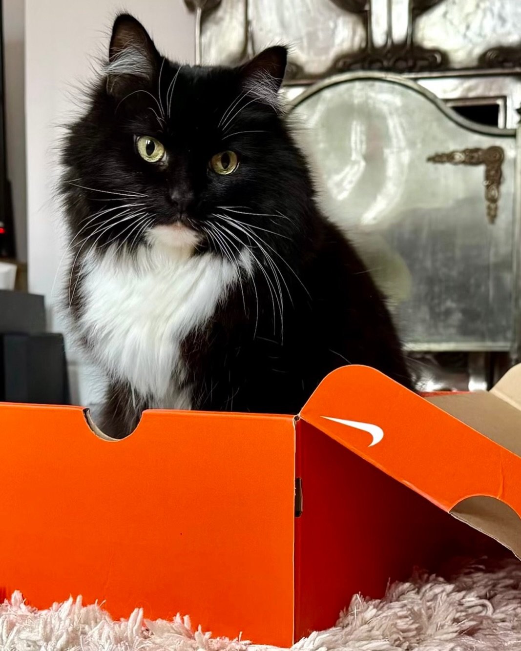 Happy #Catboxsunday furiends! Think this box is my colour, do you agree? 😹 Have a great day, love Nancy 😻