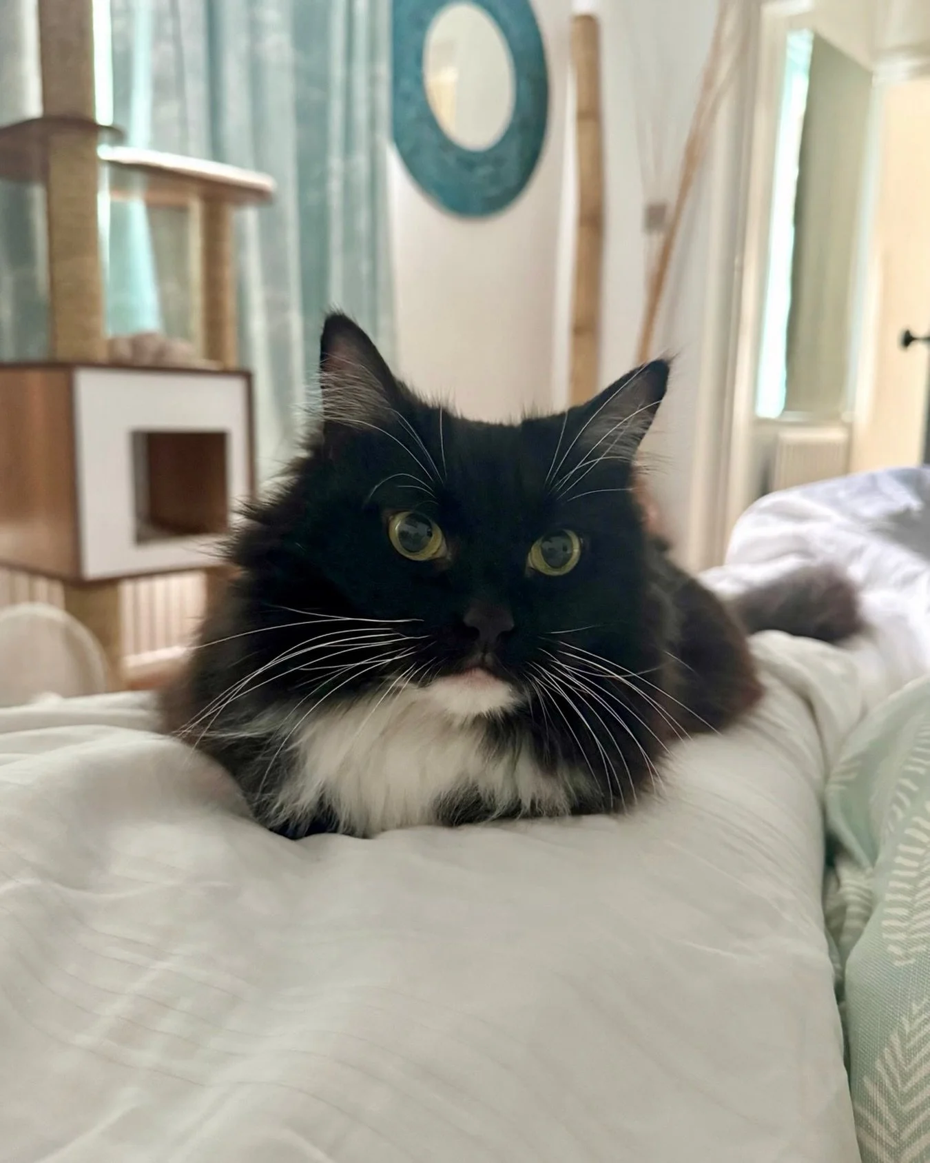Just loafing around waiting for my second breakfast! Happy #kittyloafmonday furiends, love Nancy 😻💕