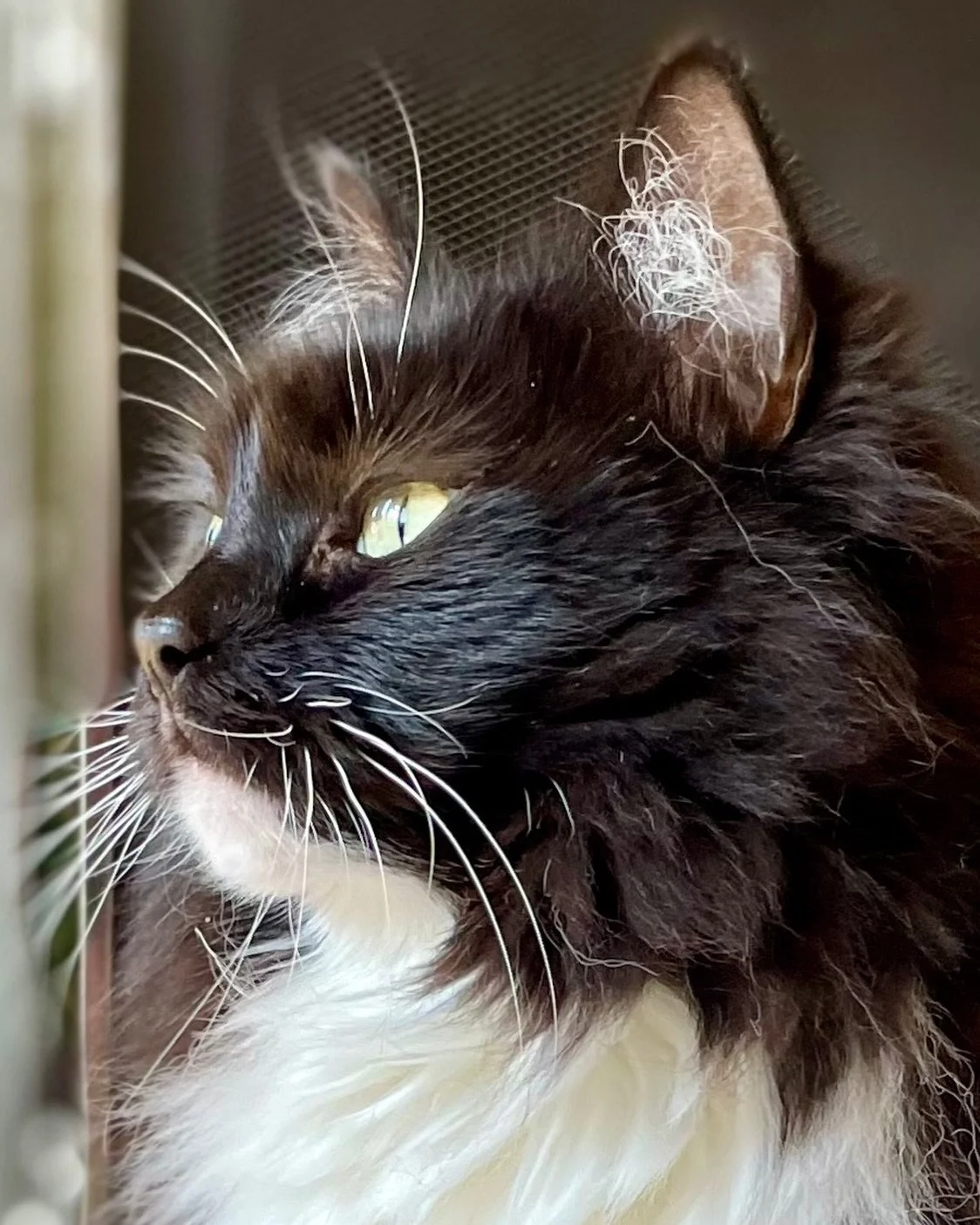 A #ThrowbackThursday close up of Nancy looking into the garden. Have a great day furiends 😻💕🥰
