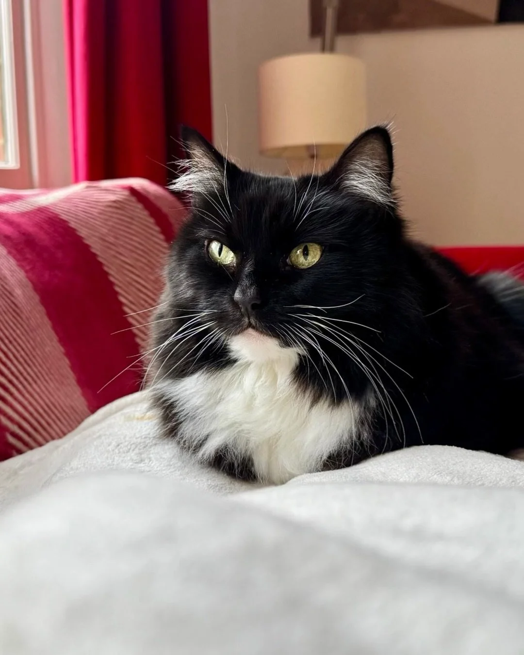 Loafing and silently judging 😹 Happy #kittyloafmonday furiends, love Nancy 💕#PickleAndNancy