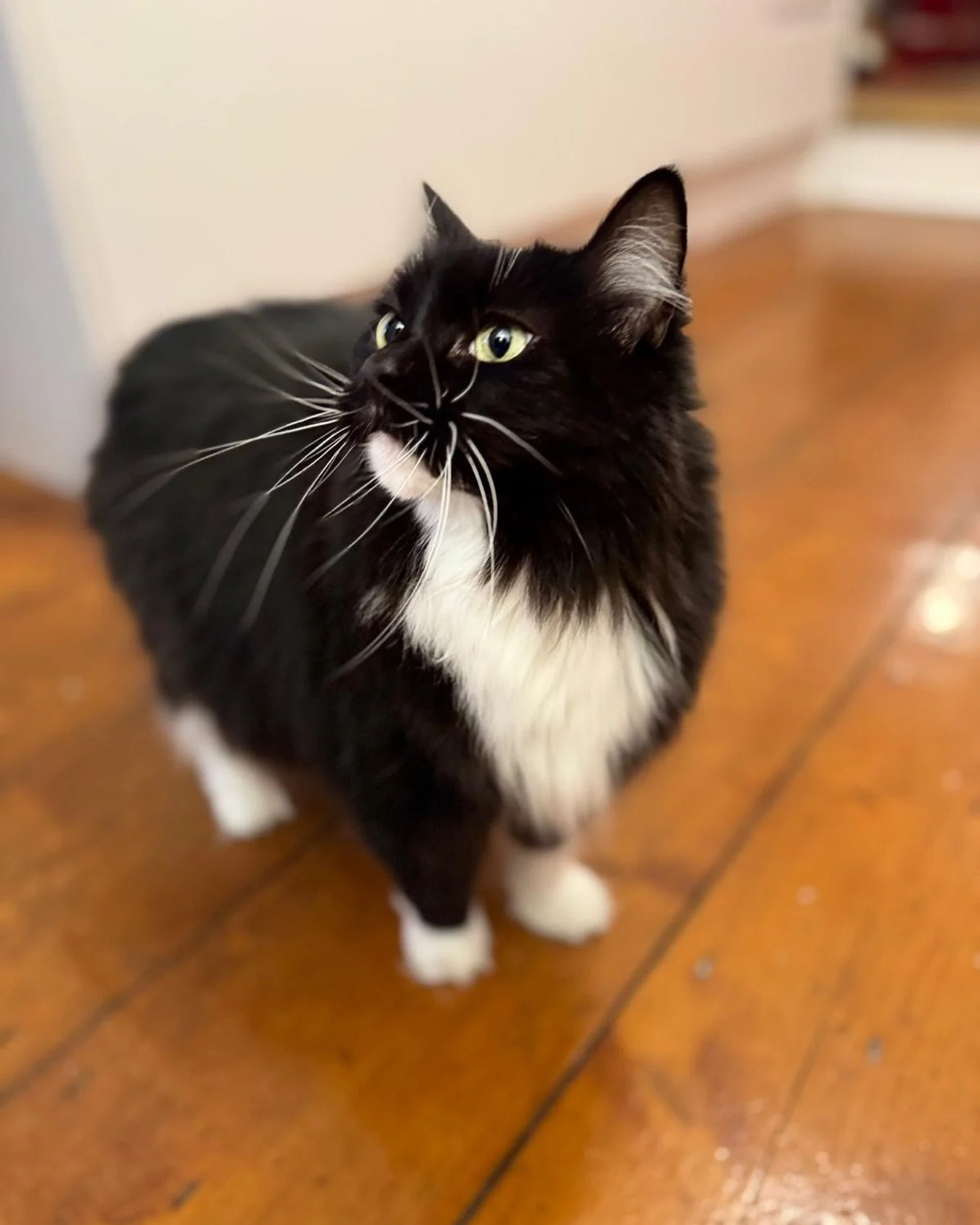 Happy #whiskerswednesday furiends! Horay the sun is shining today 🌞 Have a great day, love Nancy 🐈&zwj;⬛💕