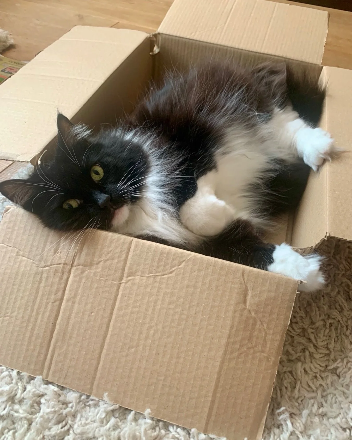 #jellybellyfriday inside a box! Happy Friday furpals, love Nancy 😻