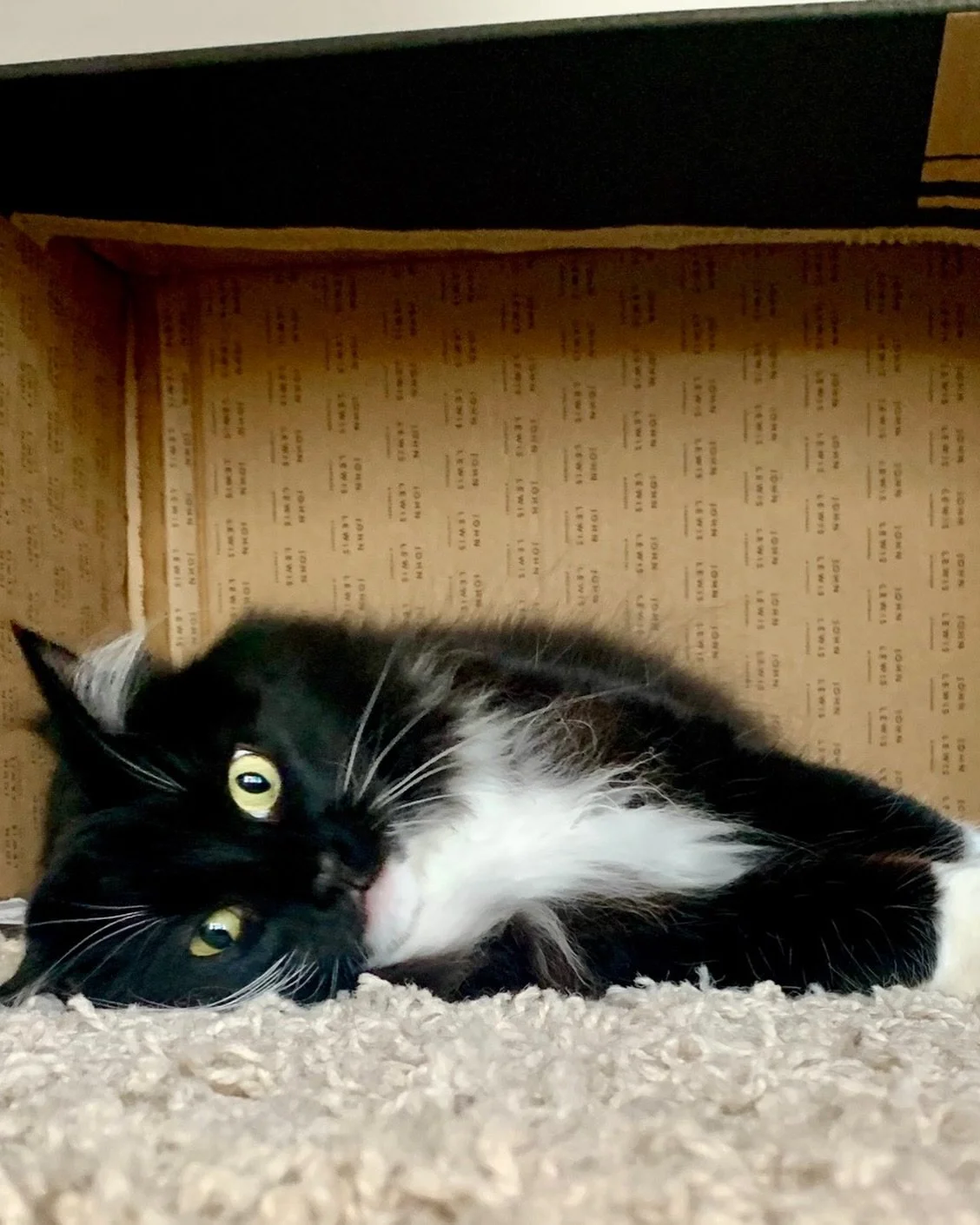 Relaxing in my upturned box this #catboxsunday - what are you up to? 💕🐈&zwj;⬛