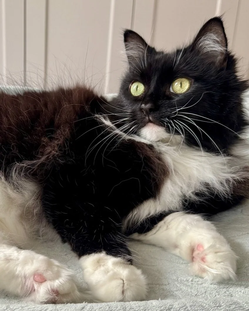 Nancy is having fun watching the magpies in the garden this #tuxietuesday - have a great day everyone 🐈&zwj;⬛💕