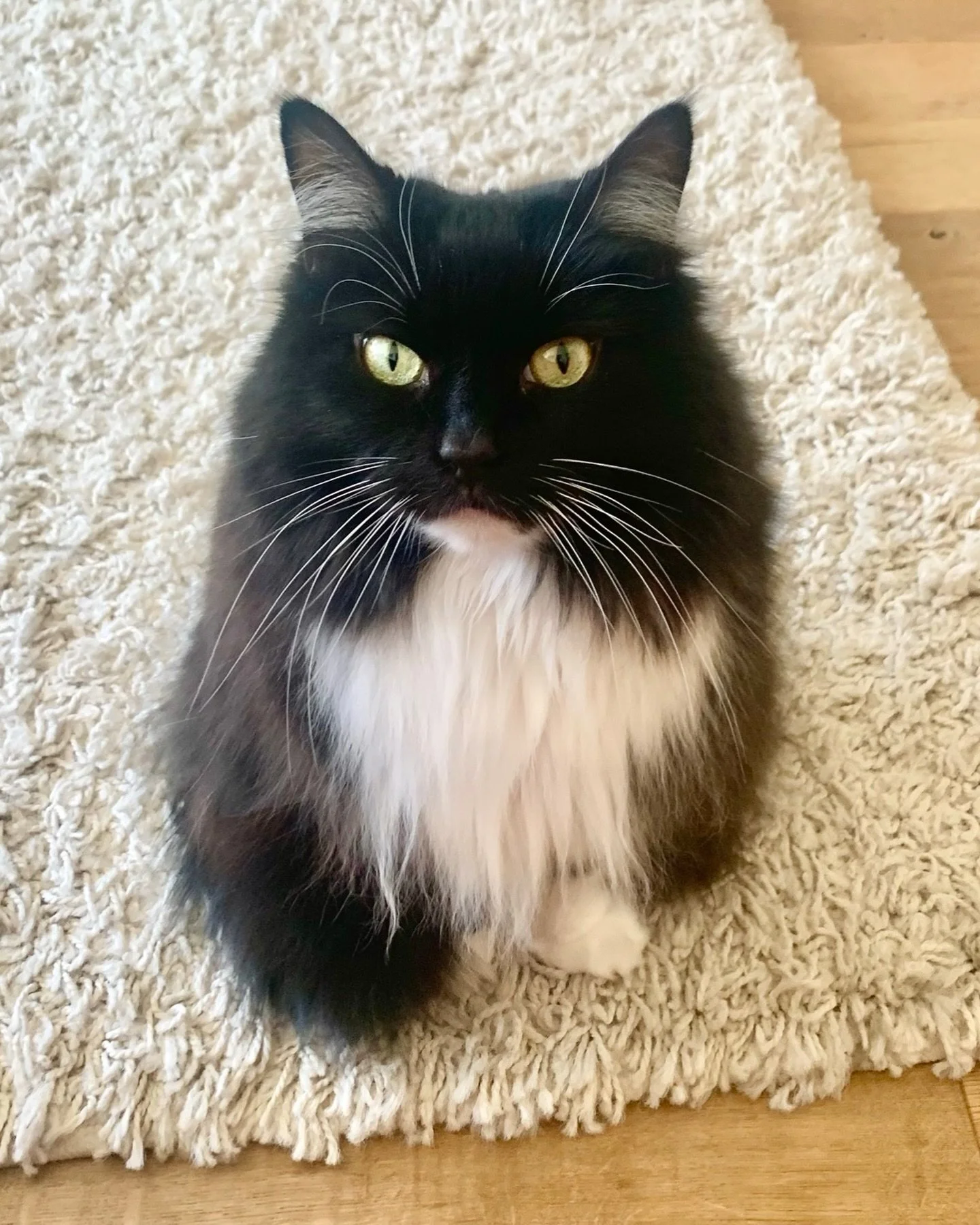 Hello everyone! Happy Thursday - hope you have a wonderful day, love Nancy 😻💕🐈&zwj;⬛