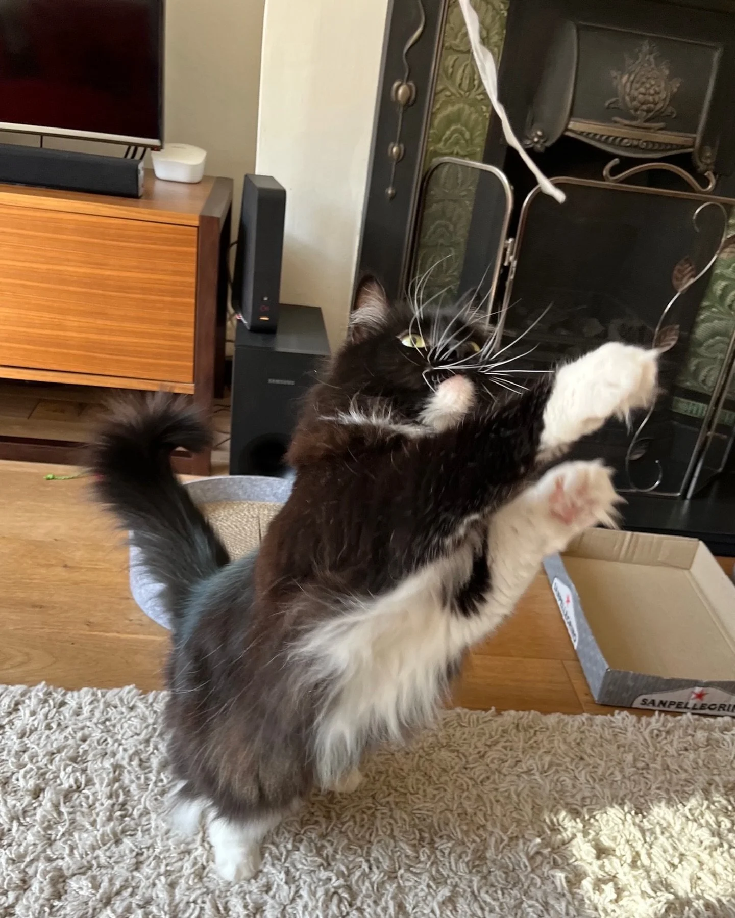 Multi tasking this #jellybellyfriday 😹 Have a wonderful day furiends, love Nancy #PickleAndNancy 😻💕