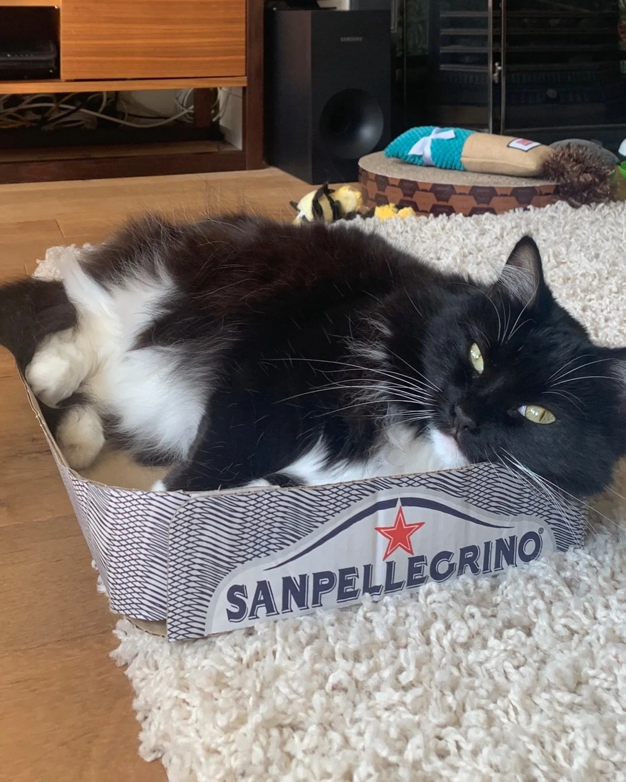 Happy #catboxsunday furiends! We have sunshine here today so will be seeking out some sun puddles. Have a great day, love Nancy 💕🐈&zwj;⬛