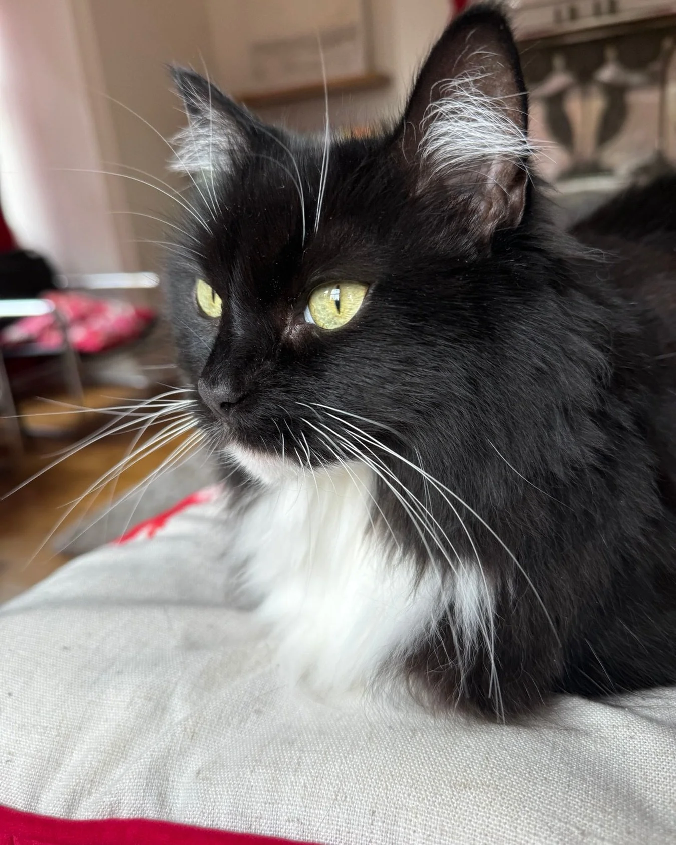 Nancy says hi to all her fellow #tuxies and other furpals this #tuxietuesday 🐈&zwj;⬛💕