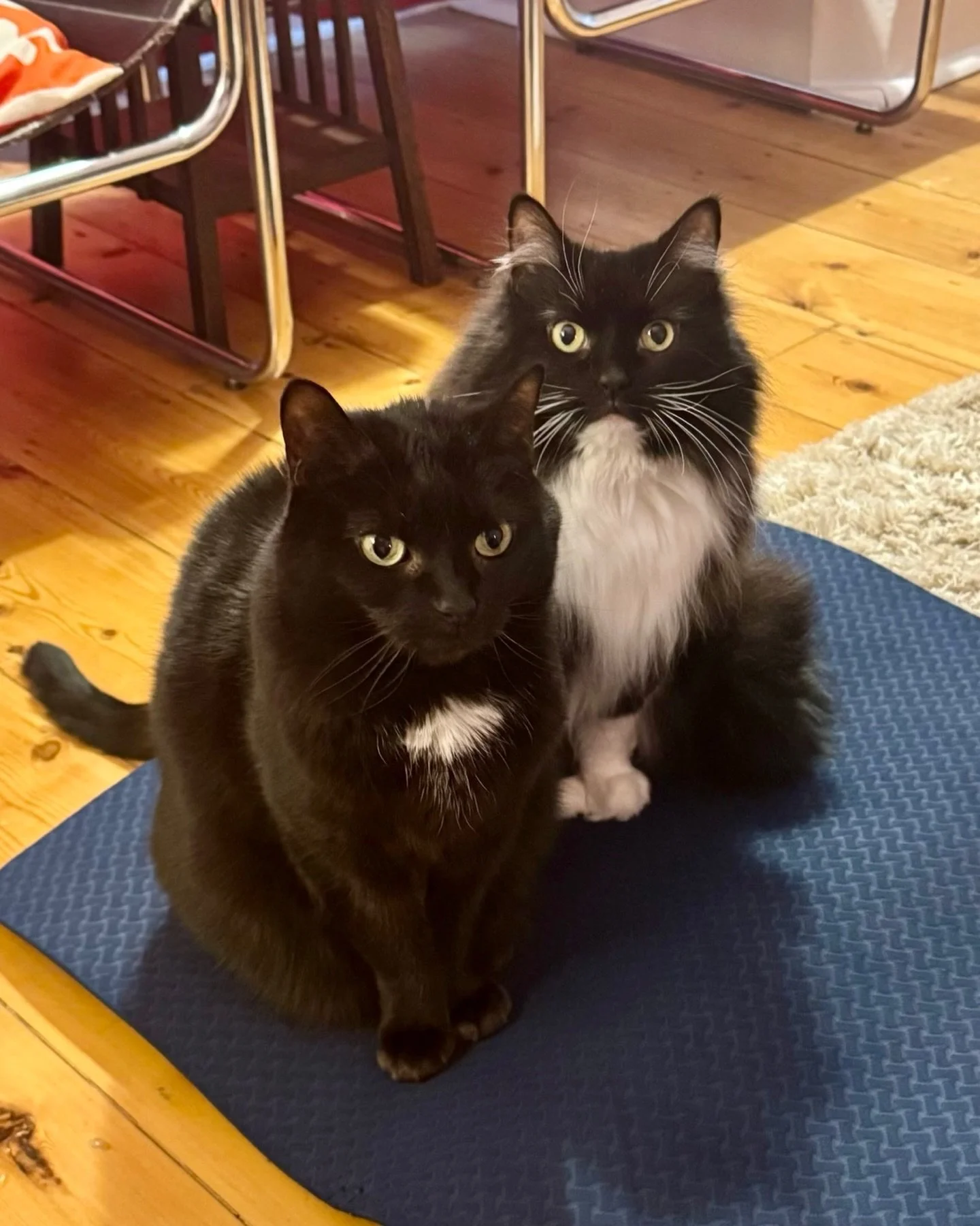 #throwbackthursday to Nancy and Angel Pickle 🌈 taking over my yoga mat! Happy Thursday furiends ❤️🥰💔😻