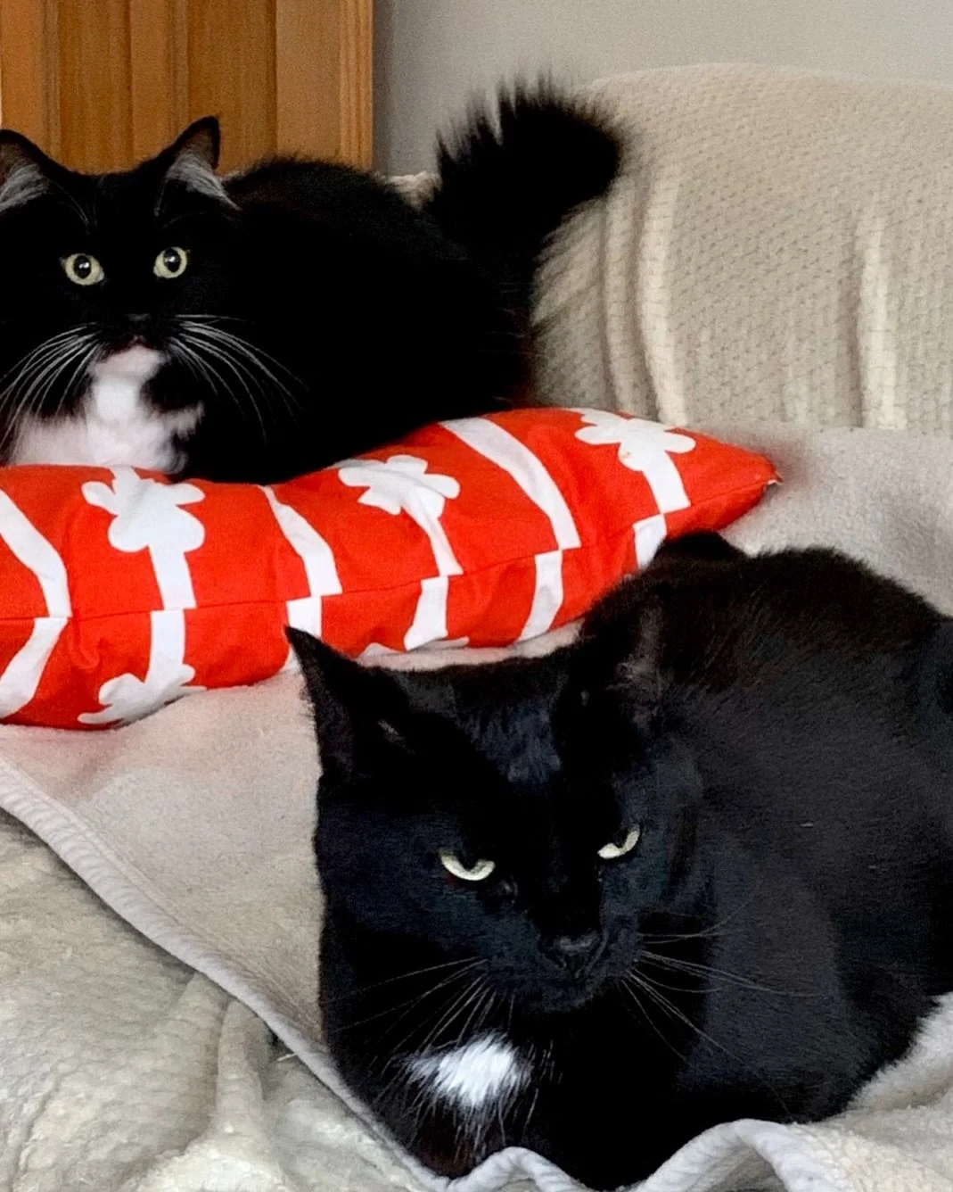 🎉💕 Happy 10th #gotchday Nancy and Angel Pickle🌈 Enjoy your extra treats Nancy! 💕🐈&zwj;⬛🎉 #adoptdontshop