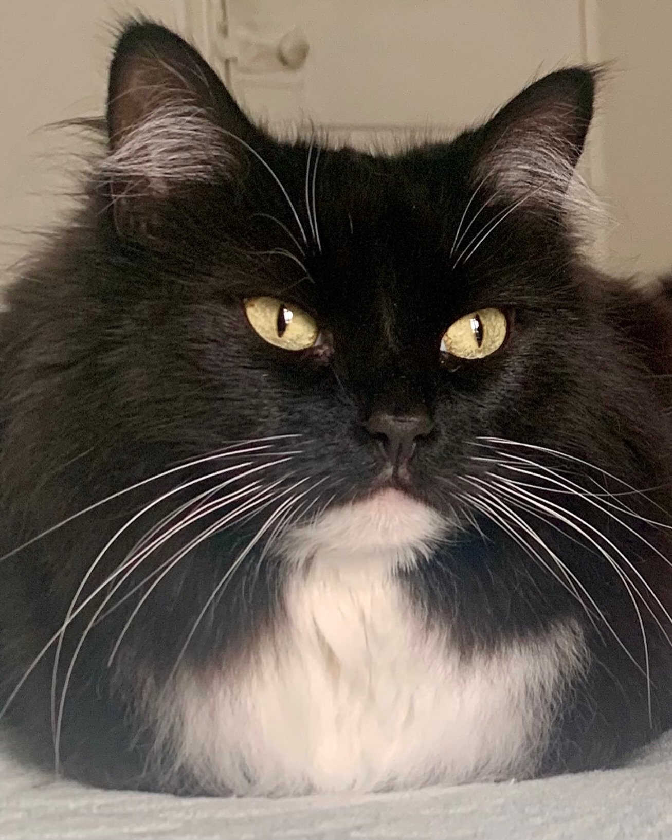 A neat little loaf from Nancy this #kittyloafmonday - have a great day furiends 😻🐈&zwj;⬛💕