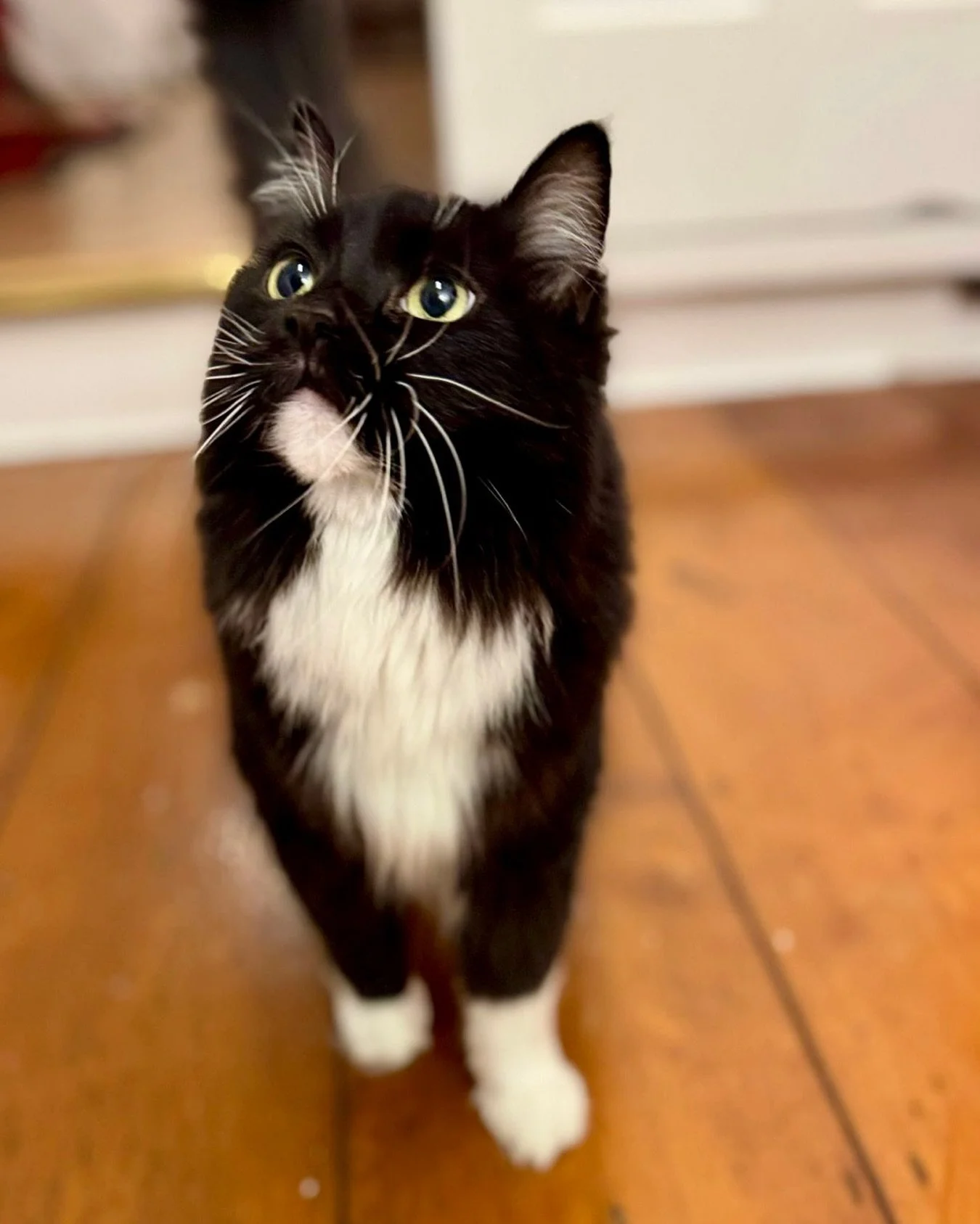 Showing off my whiskers this #whiskerswednesday Have a great day everyone, love Nancy 😻