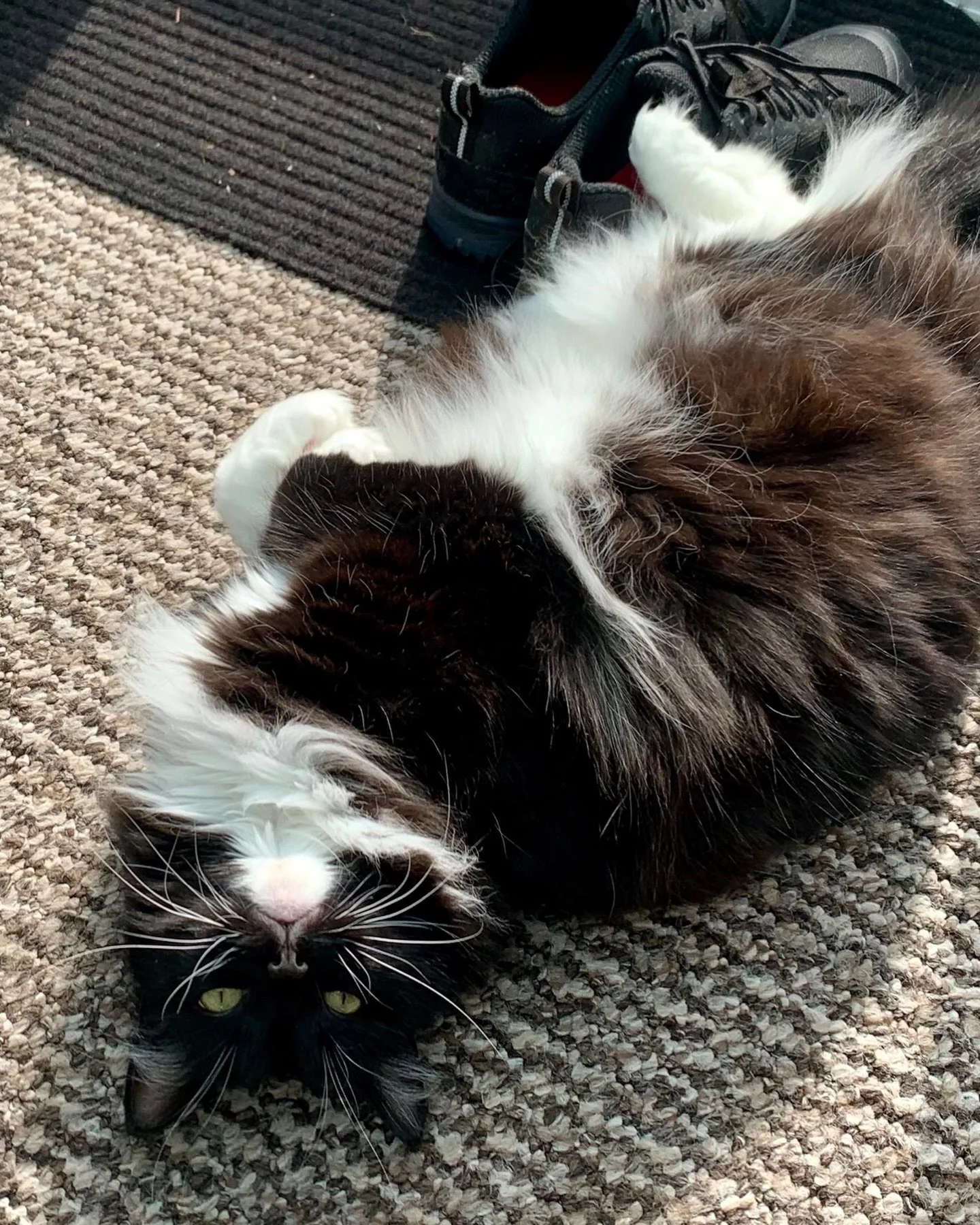 💕Happy #jellybellyfriday furiends! Hope you have a wonderful day, love Nancy #PickleAndNancy 💕