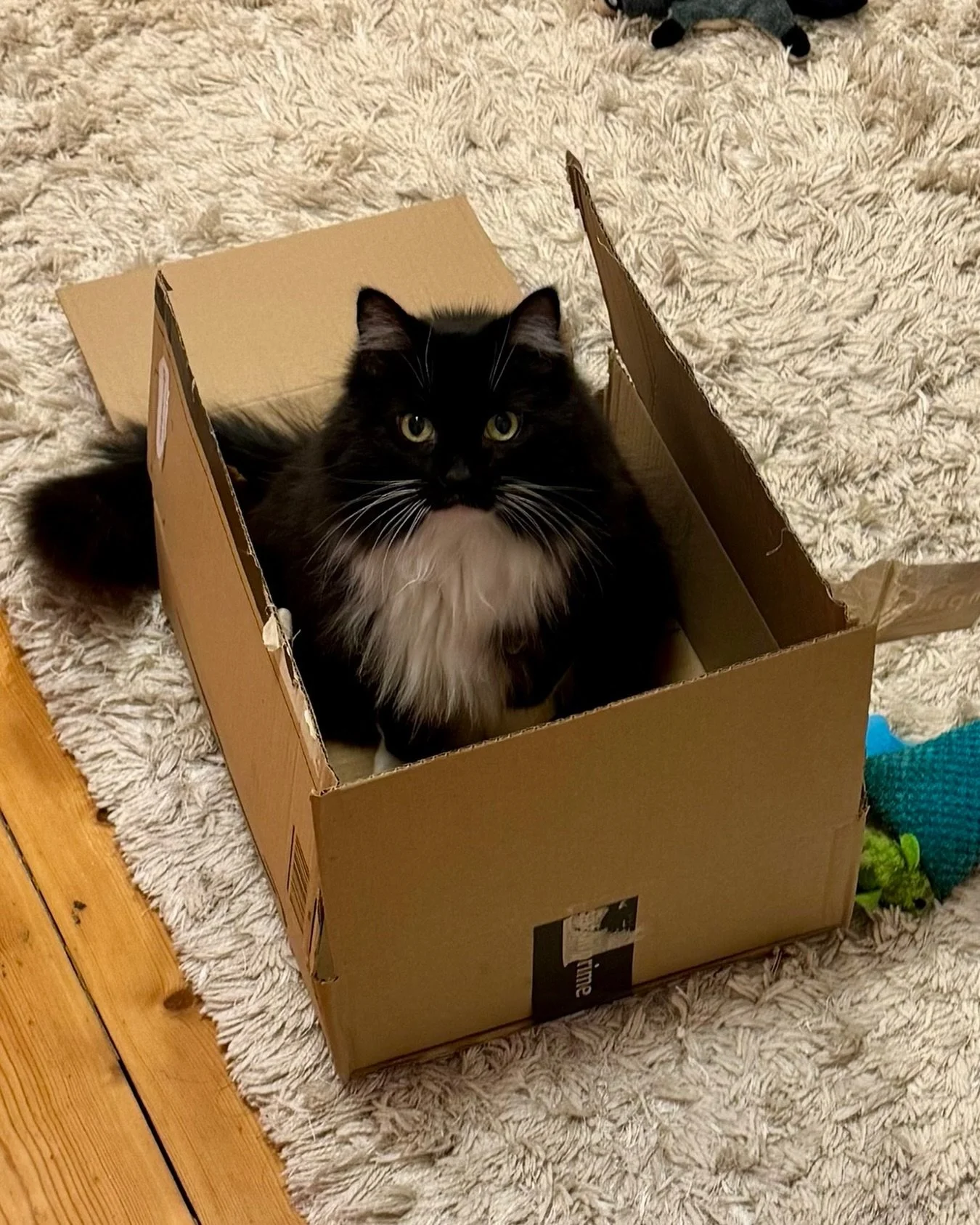 Proud of my new box this #catboxsunday 😻 Have a great day furiends, love Nancy #PickleAndNancy 💕