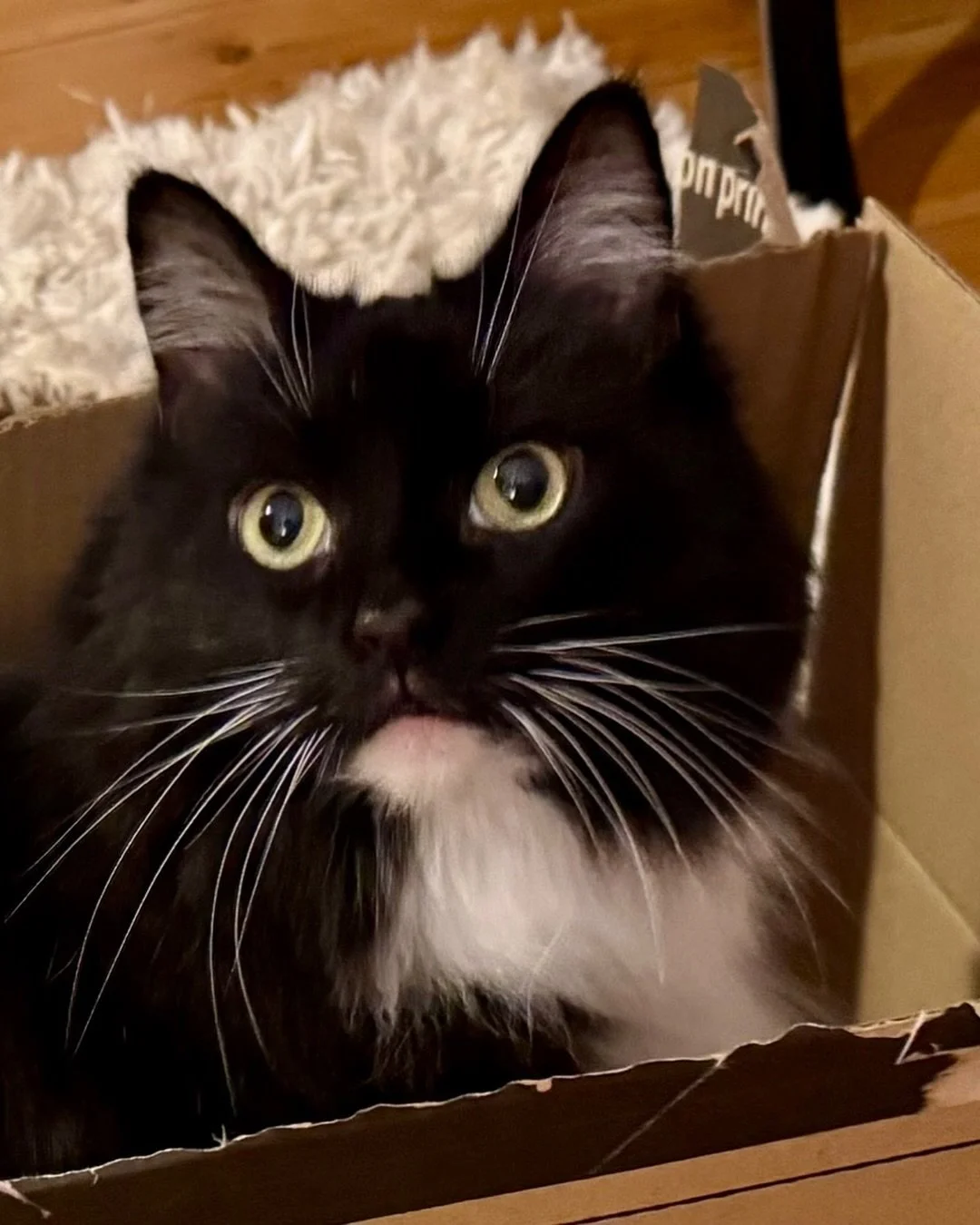 Happy #whiskerswednesday furiends! Hope you have a fun day, love Nancy #PickleAndNancy 💕🐈&zwj;⬛