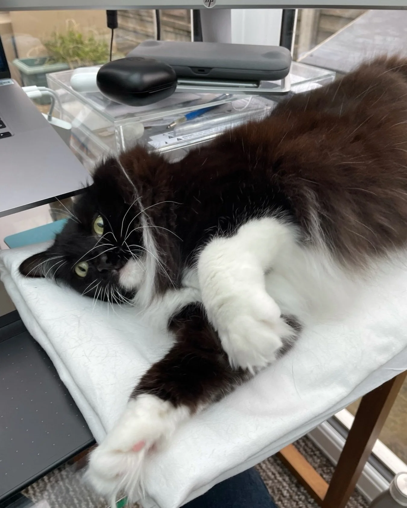 Stretching into #jellybellyfriday - have a great day everyone, love Nancy #PickleAndNancy 🐈&zwj;⬛💕