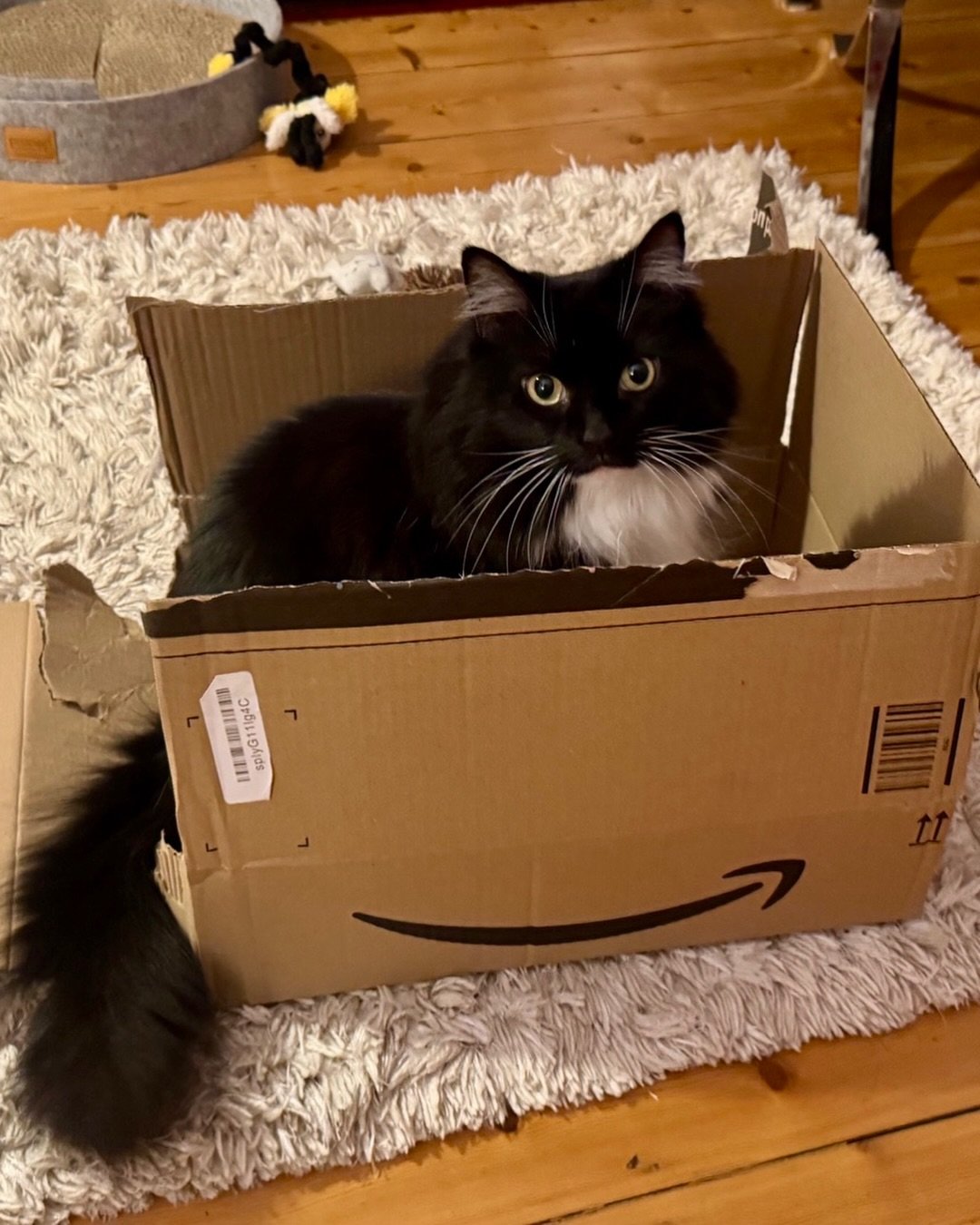 Happy #catboxsunday everyone!  Have a great day, love Nancy 💕🐈&zwj;⬛😻