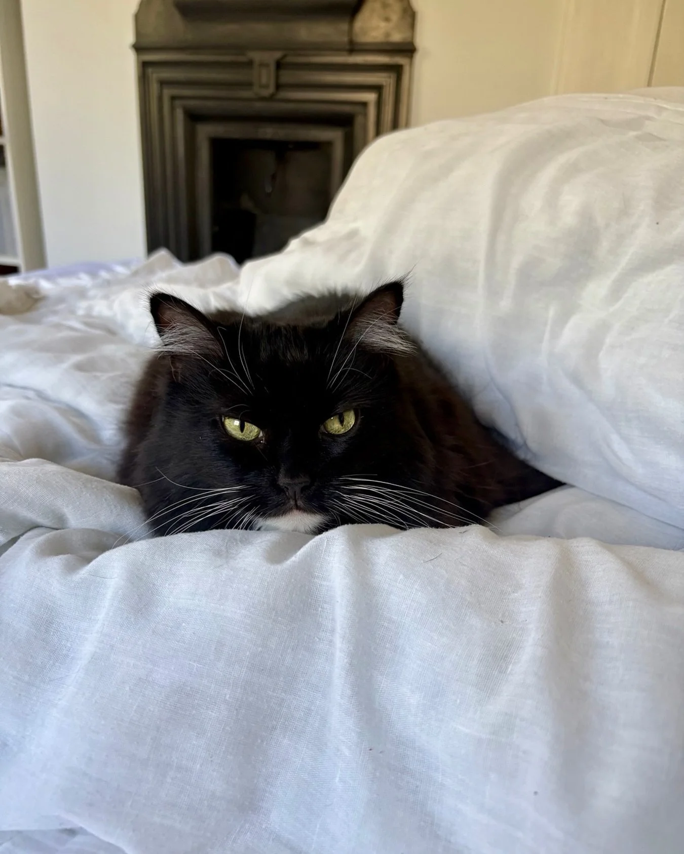 Snuggling in the duvet as Catmum tries to change the bed! Happy Thursday furiends, love Nancy 💕🐈&zwj;⬛😻