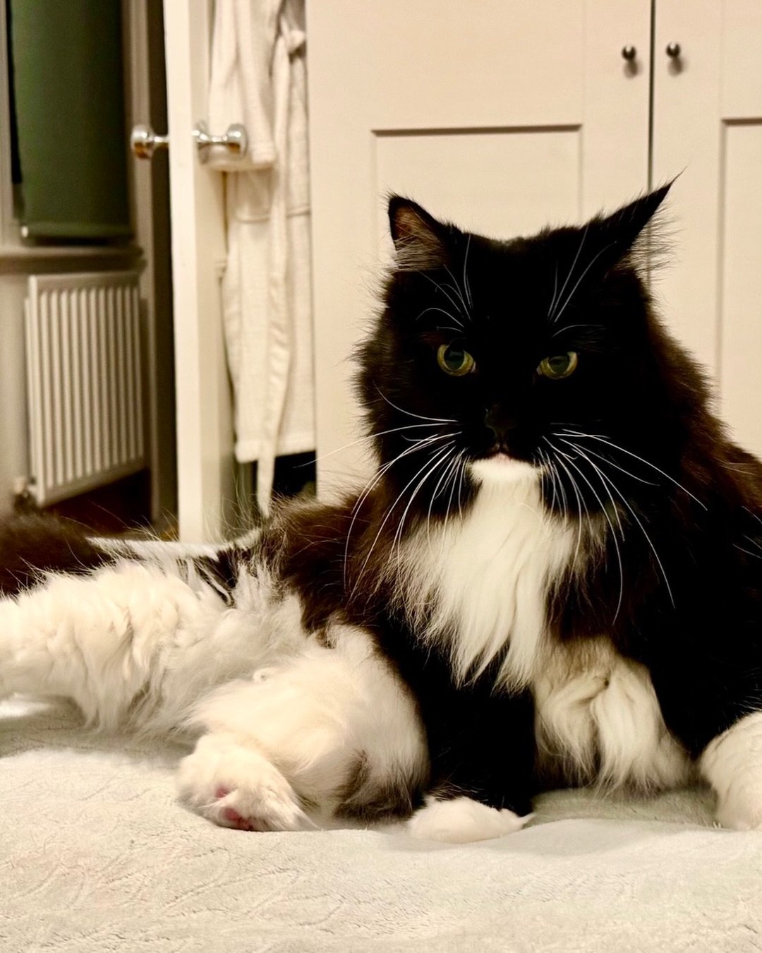 😻Stretching into #Caturday - have a great day everyone, love Nancy #PickleAndNancy 💕🐈&zwj;⬛