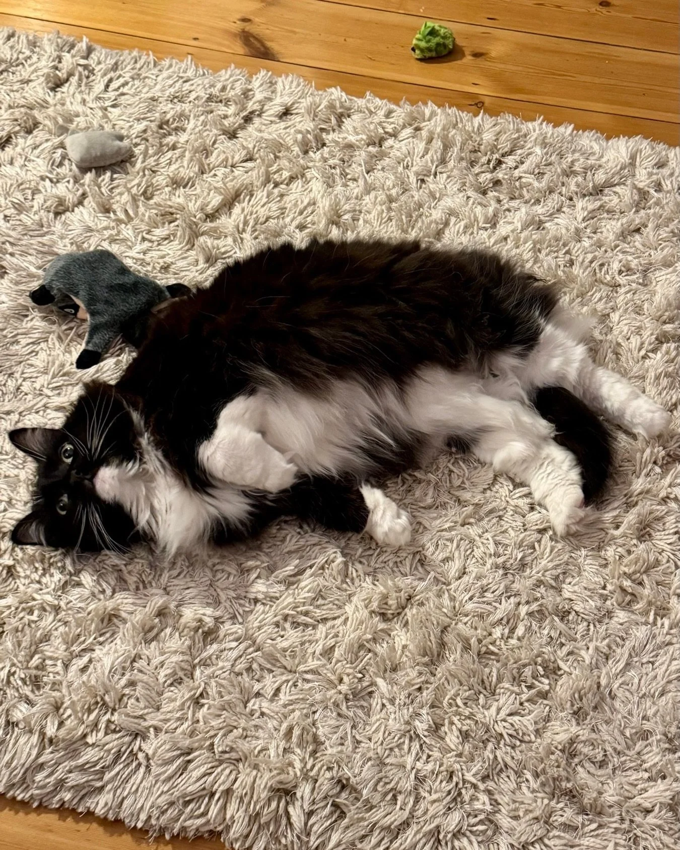Croissant anyone, this #kittyloafmonday? 🥐 😹