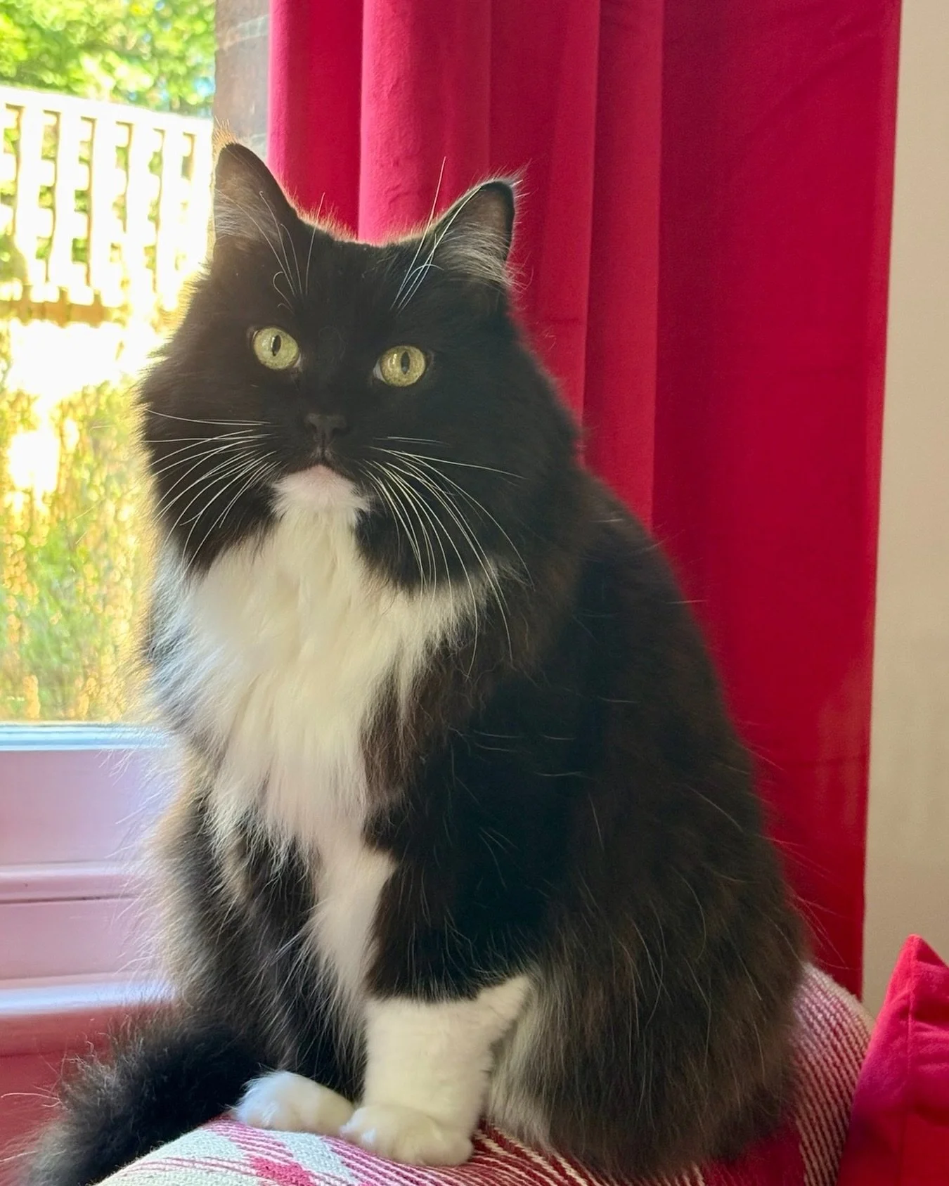 Happy #tuxietuesday furiends! Hope the sun is shining for you today, love Nancy #PickleAndNancy 💕🐈&zwj;⬛