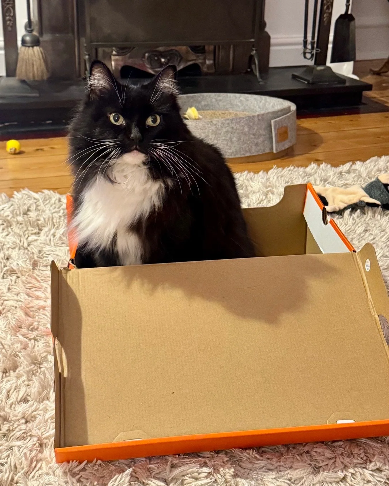 A puurrfect fit, this #catboxsunday 😻🐈&zwj;⬛📦 Have a happy day furiends, love Nancy 🐈&zwj;⬛💕