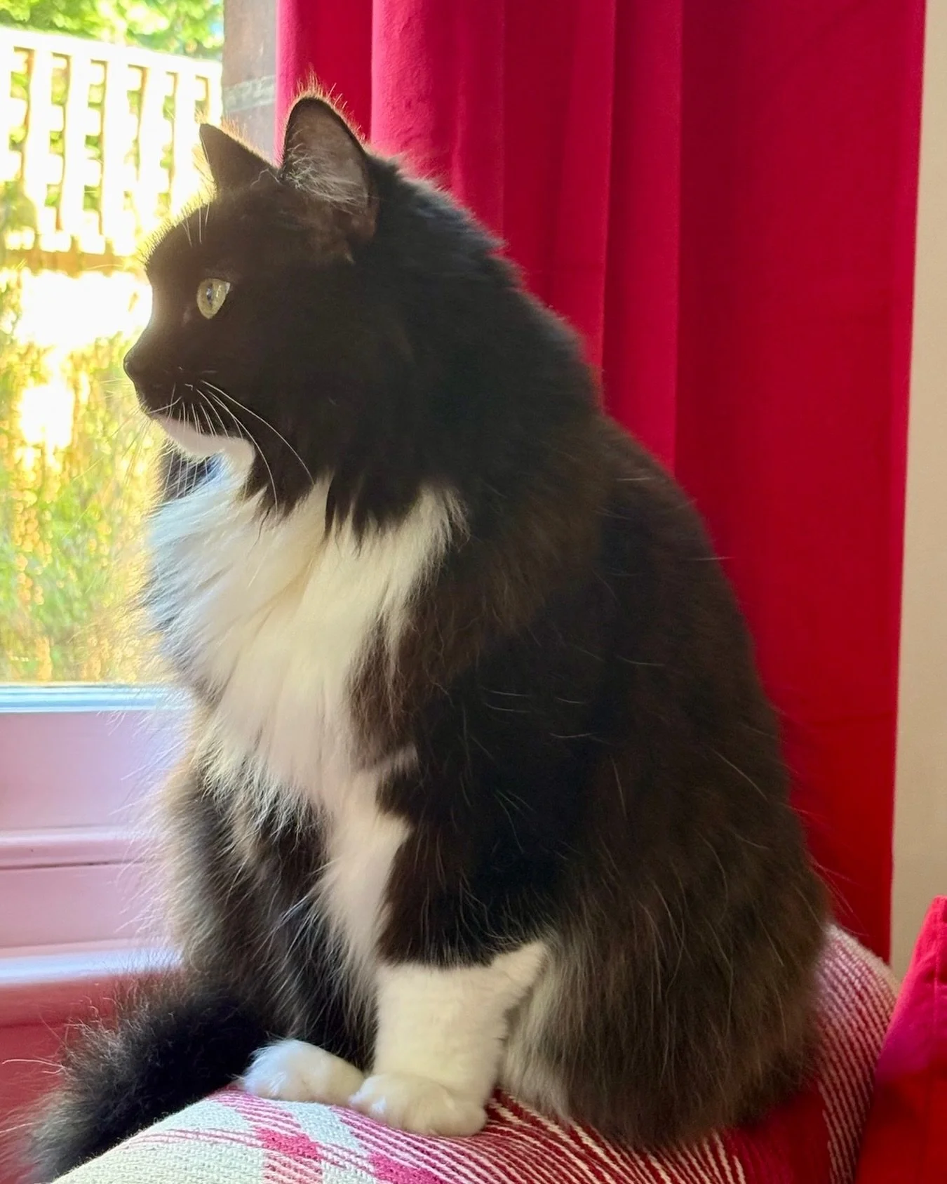Happy #tuxietuesday furiends! Just checking the birds in the garden behave themselves 😹Have a great day 💕🐈&zwj;⬛