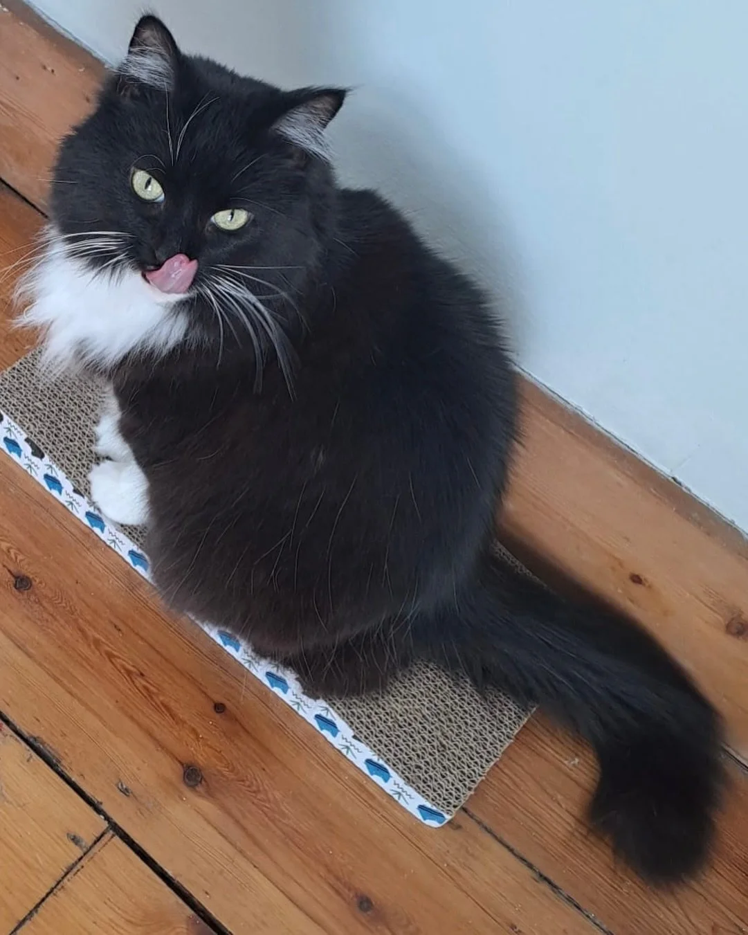 #throwbackthursday photo of Nancy enjoying her treats! Have a great day furiends 😻