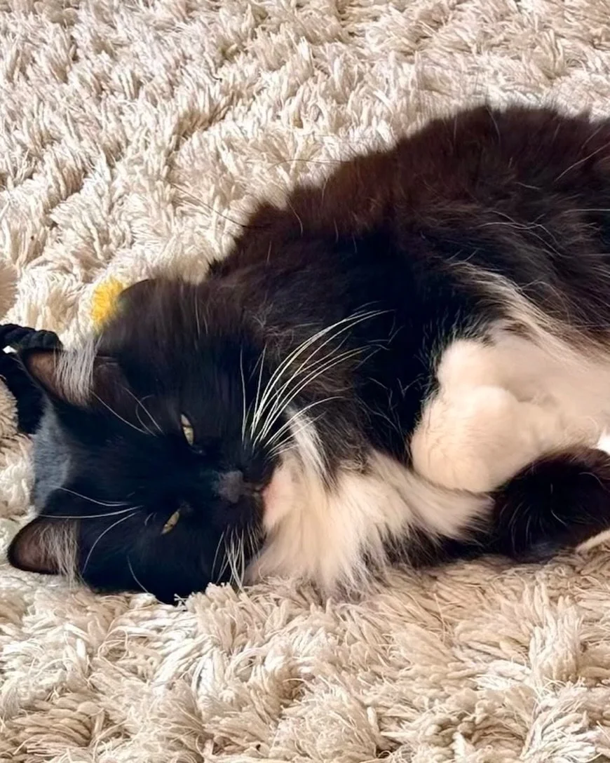 💕🐈&zwj;⬛ Exhausted after playing with my toys this #jellybellyfriday 😹 Have a great day furiends, love Nancy 😻