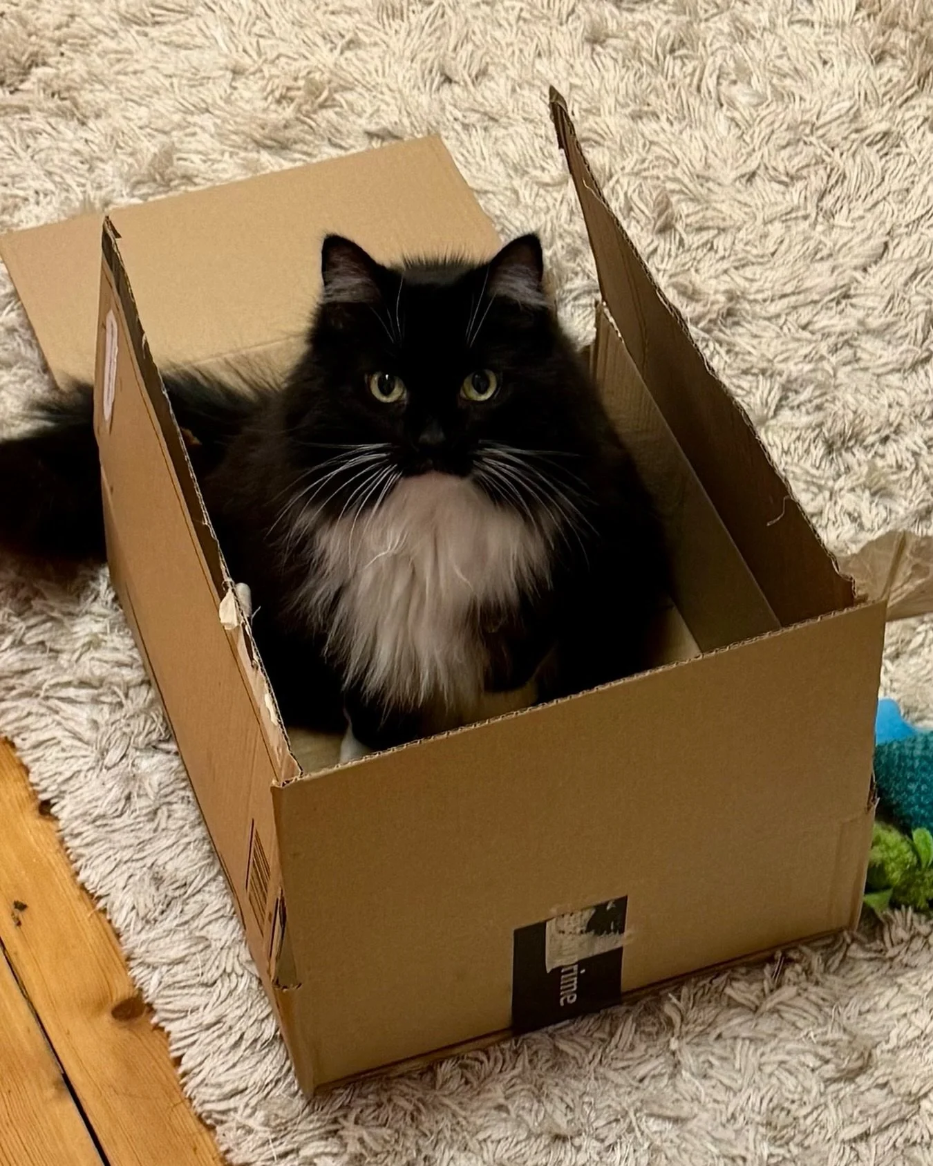 😻💕🐈&zwj;⬛ Happy #catboxsunday furiends! Hope you have a good day, love Nancy #PickleAndNancy 😻💕🐈&zwj;⬛