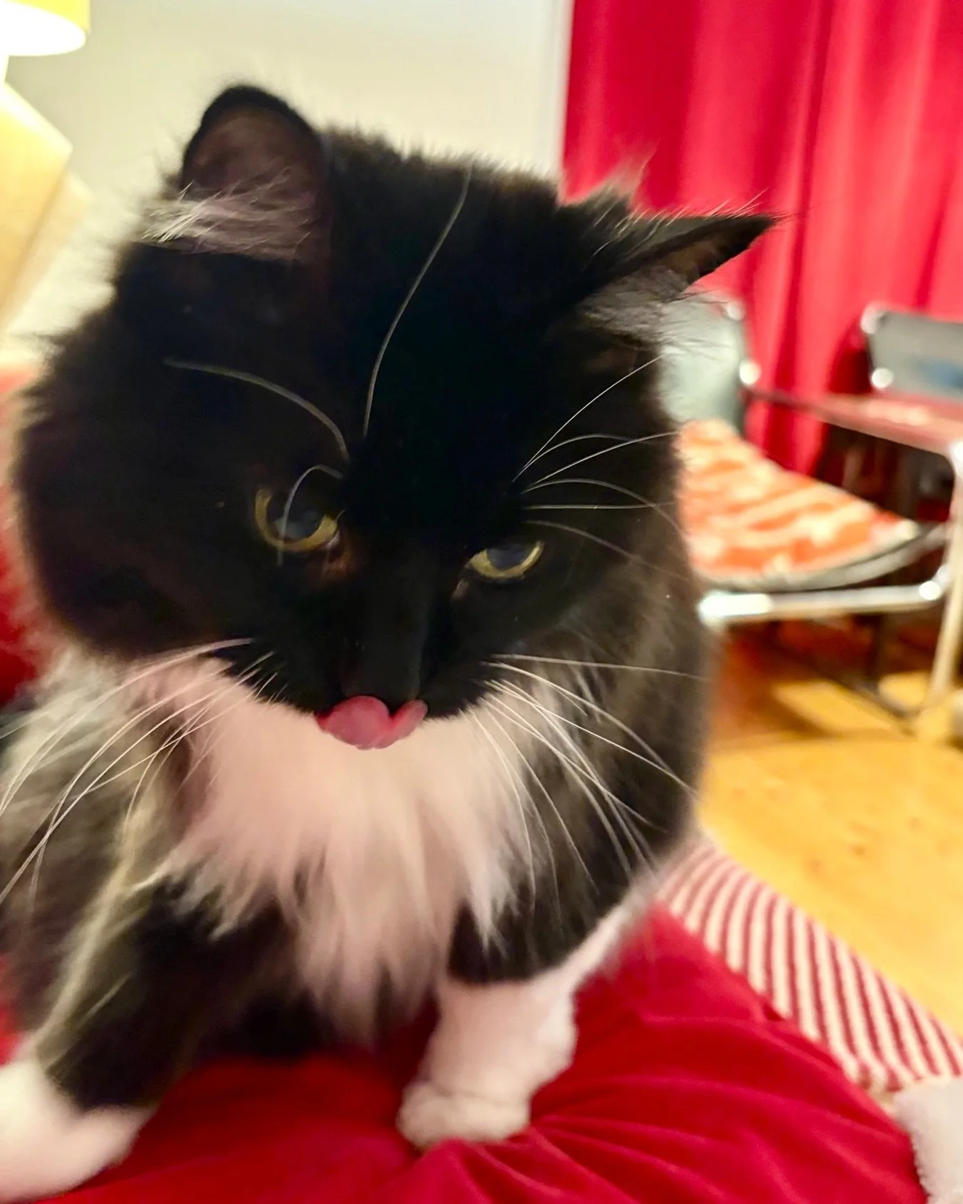 Happy #tongueouttuesday furiends - have a wonderful day, love Nancy #PickleAndNancy 💕🐈&zwj;⬛