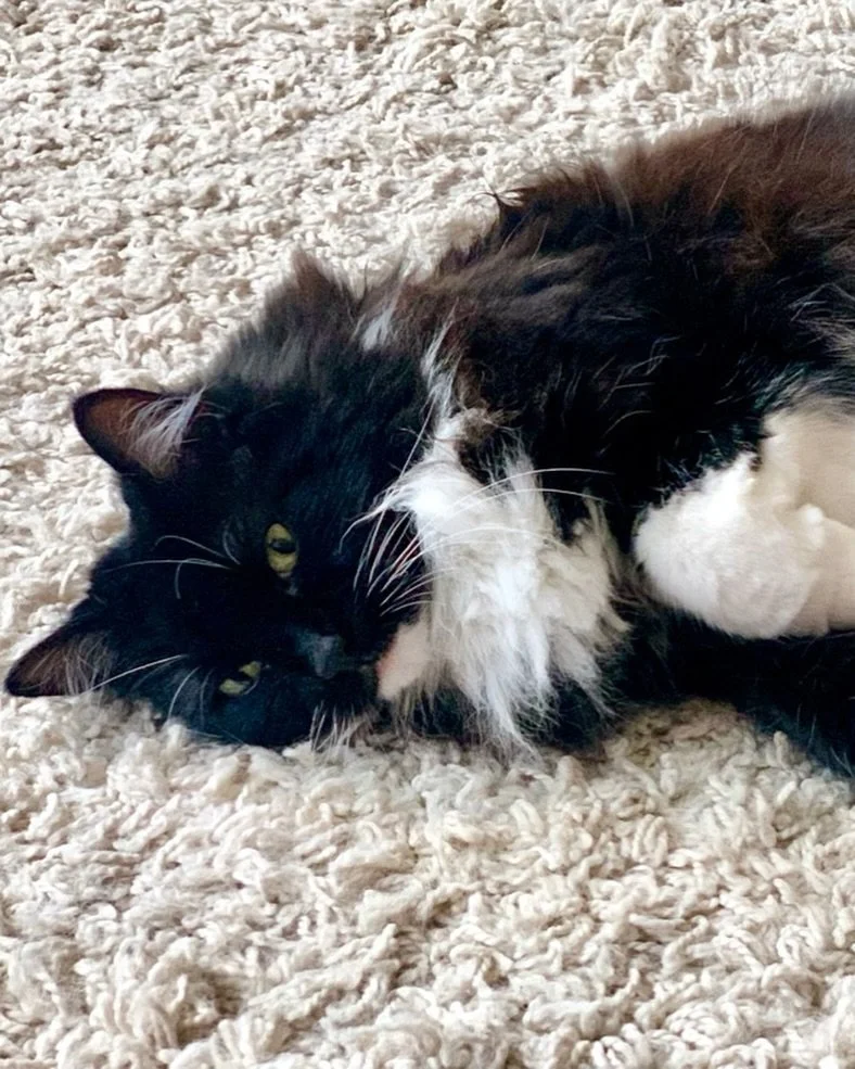 Going to be hot today so getting ready to air the floof! Have a great #jellybellyfriday furiends 😻