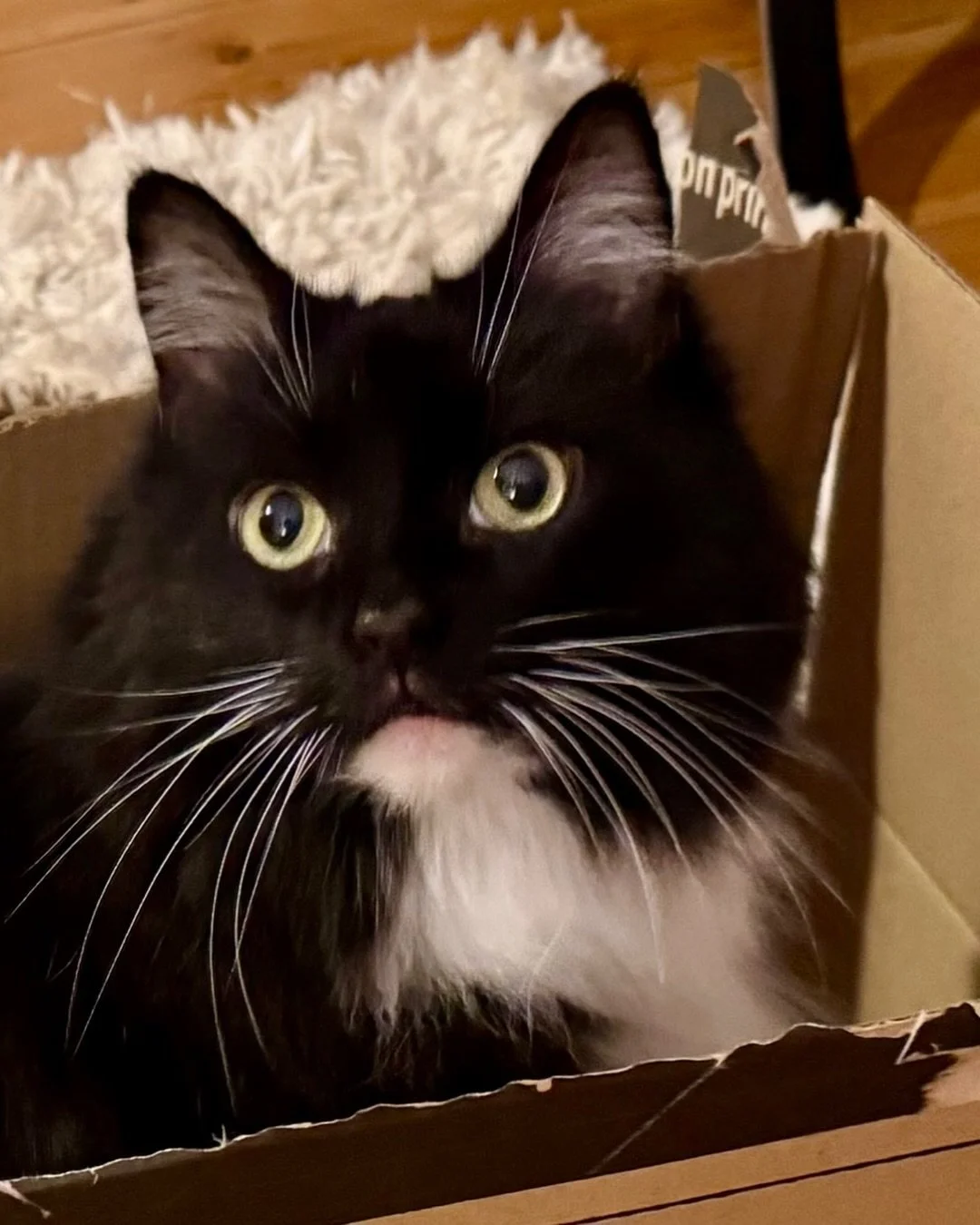 💕Happy #catboxsunday furiends! We are having a heatwave in the UK this weekend and this box is keeping me nice and cool. Have a great day everyone, love Nancy 😻