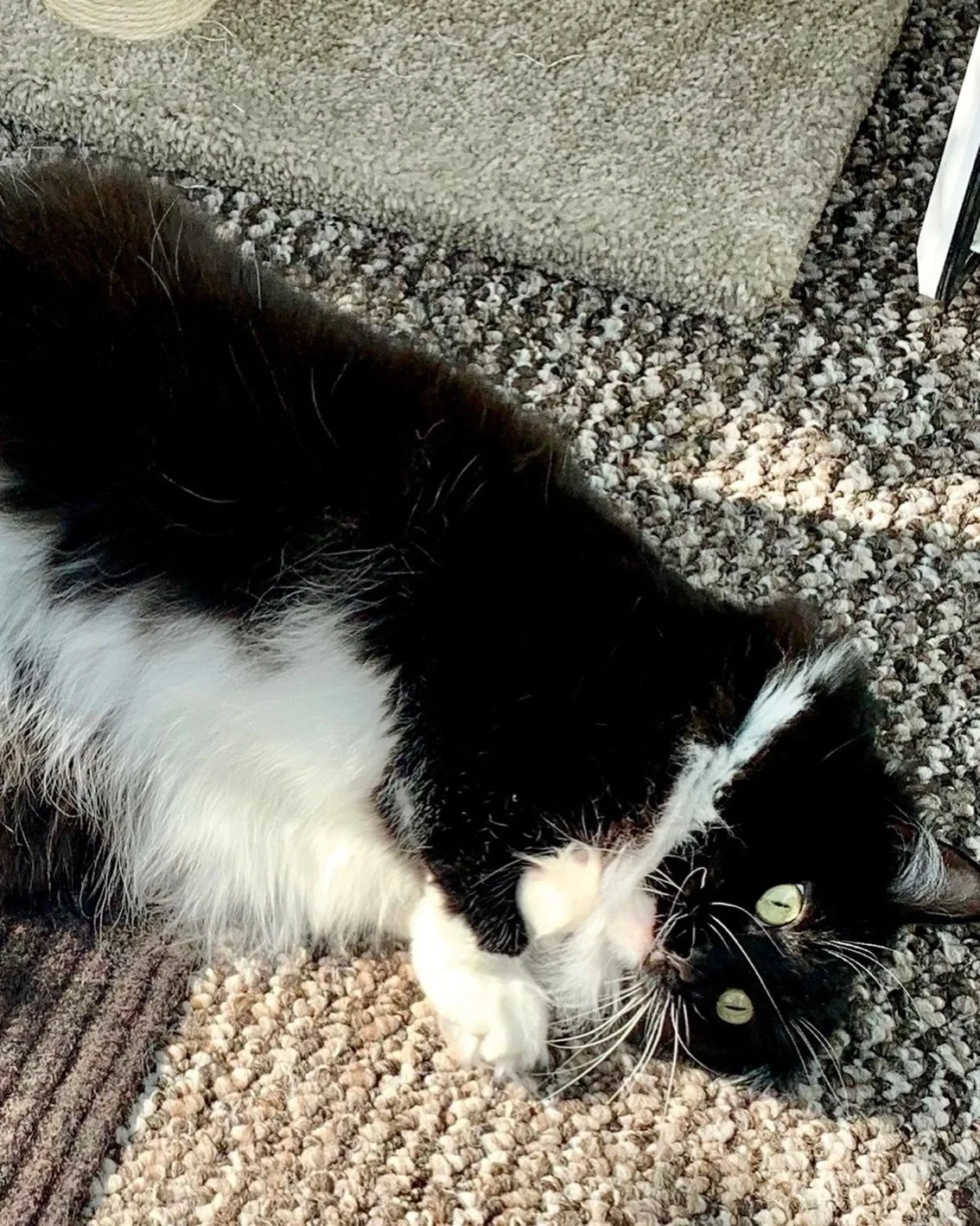Airing the floof this #jellybellyfriday 😻Have a great day furiends, love Nancy 🐈&zwj;⬛💕
