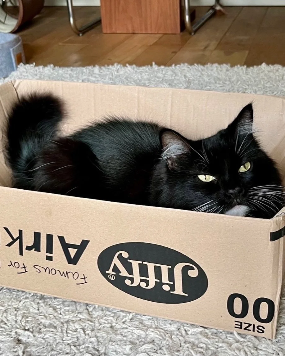 Happy #catboxsunday furiends! Much cooler today 😻 Have a fun day, love Nancy #PickleAndNancy 🐈&zwj;⬛💕
