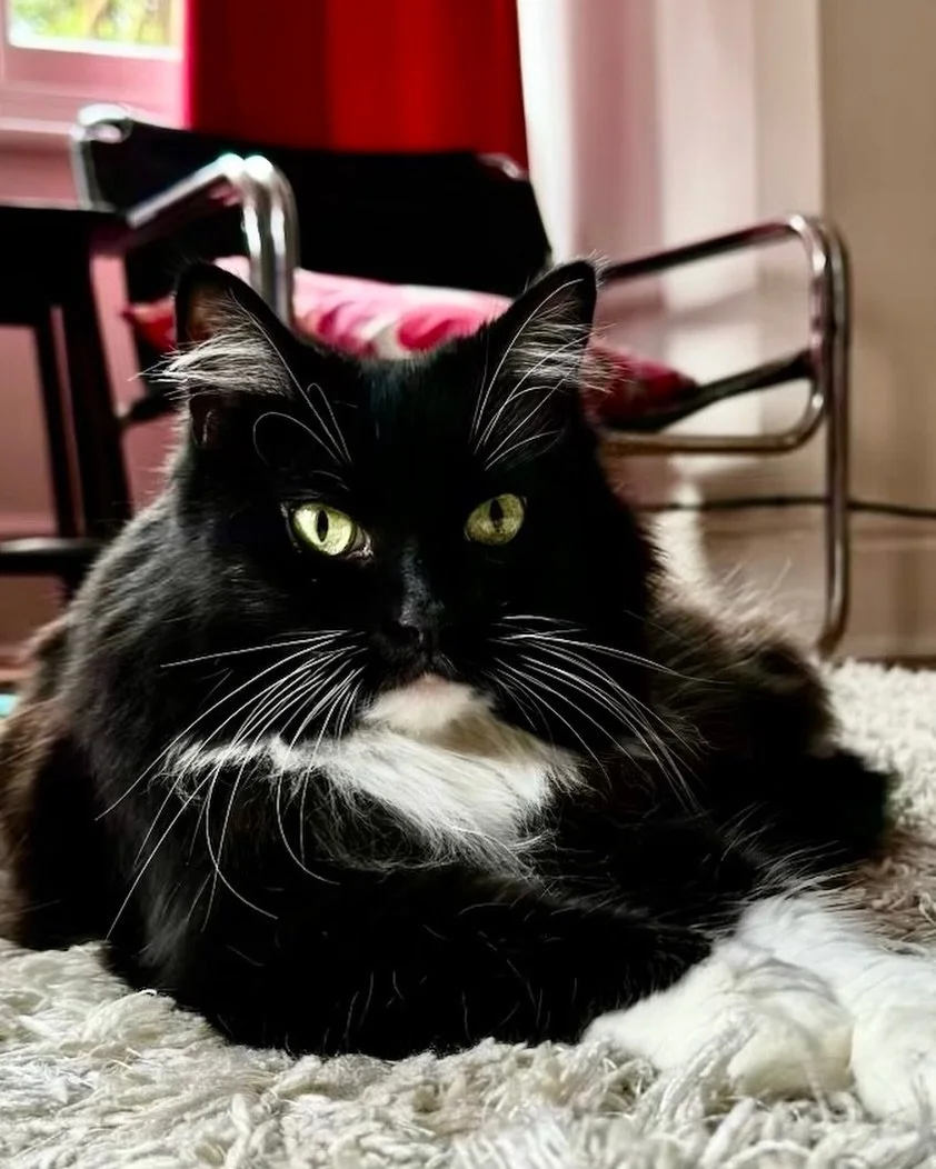 Happy #tuxietuesday furiends! Hope you have a happy day, love Nancy #PickleAndNancy 🐈&zwj;⬛💕😻