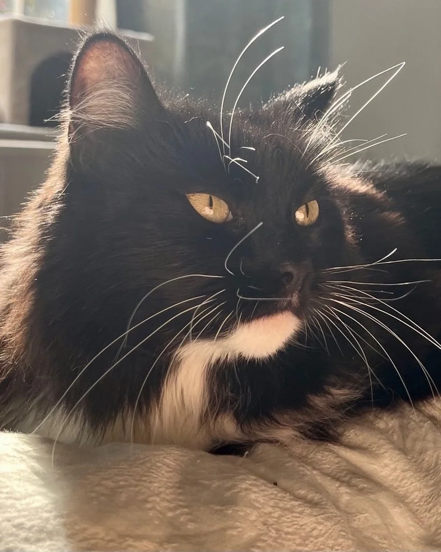 Showing off my whiskers in the morning sunshine ☀️ Happy #whiskerswednesday furiends, love Nancy 💕🐈&zwj;⬛