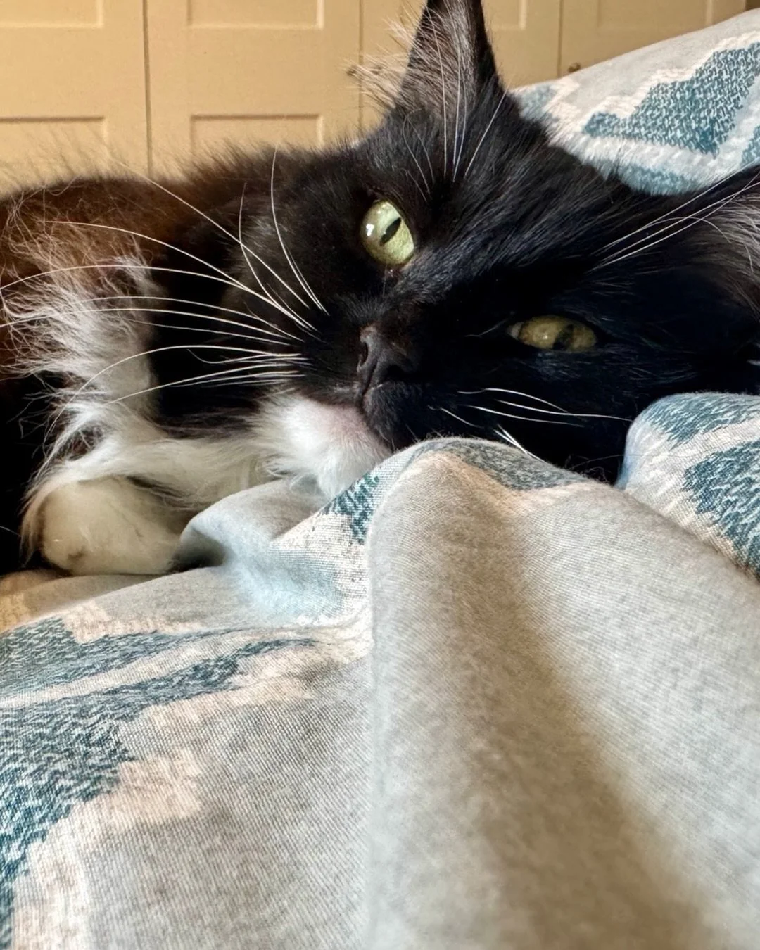 A horrible grey rainy day today so will stay in bed! Happy #caturday furiends - hope you all have a happy day, love Nancy 🐈&zwj;⬛💕 #catsofinstagram