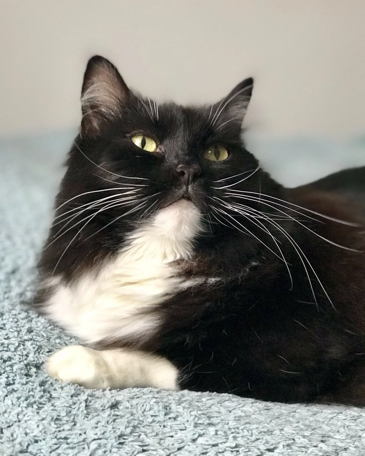 Happy #whiskerswednesday furiends! Hope you have a wonderful day, love Nancy 🐈&zwj;⬛💕