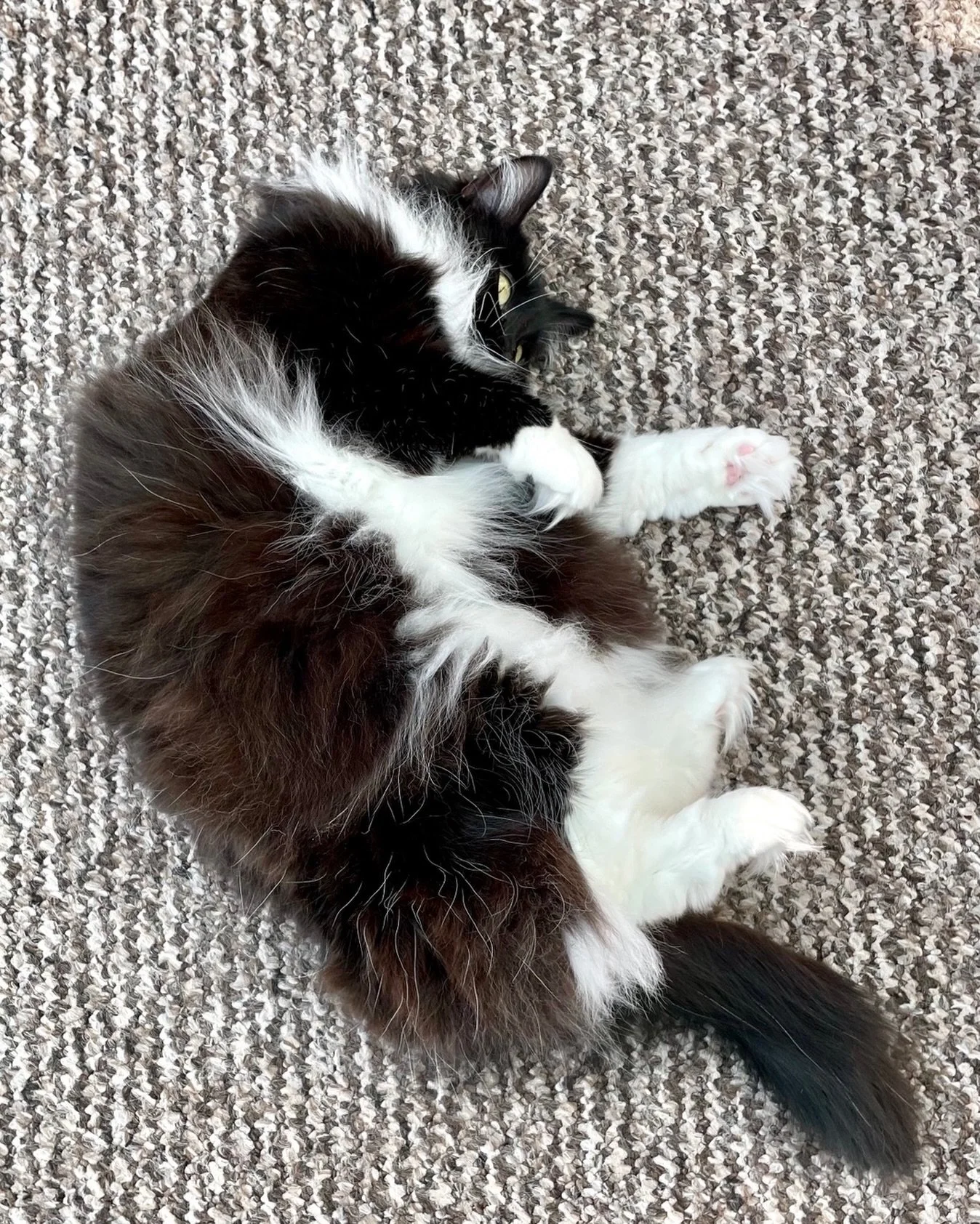 Horay it&rsquo;s #jellybellyfriday 🎉😹 Hope you all have a fun day, love Nancy 💕🐈&zwj;⬛