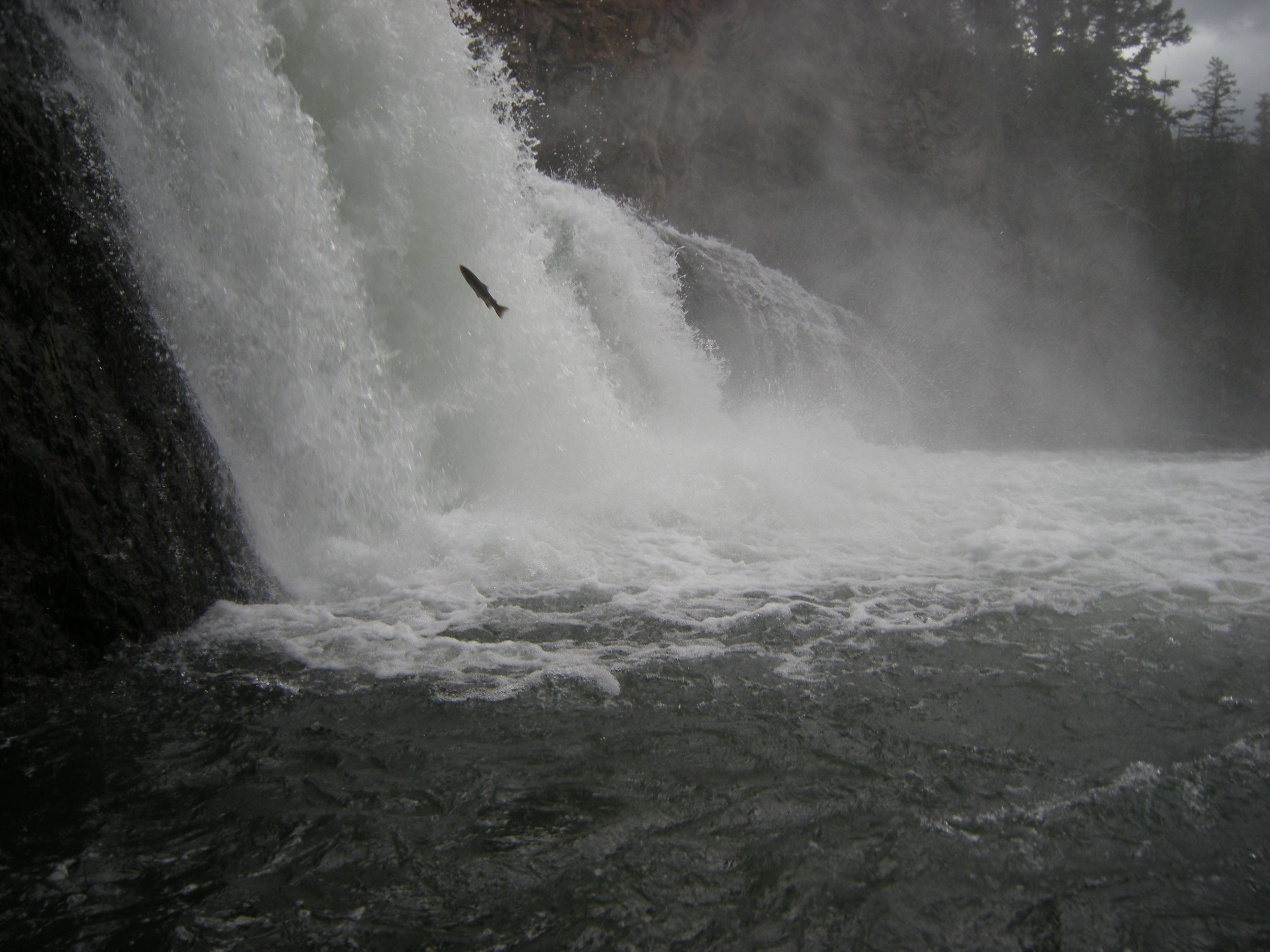 Jumping salmon